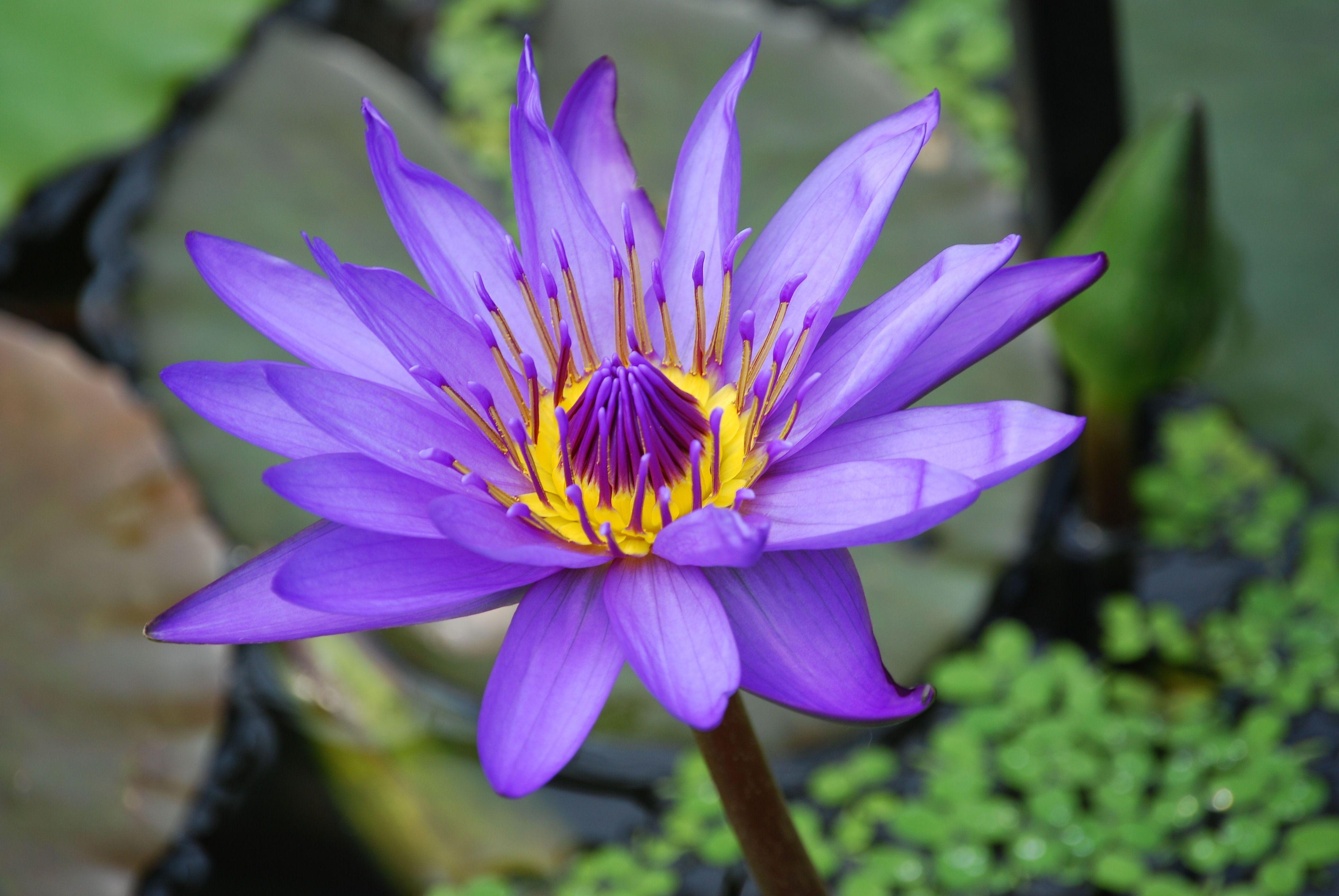 3872x2592 Purple and Yellow Lotus Flower · Free
