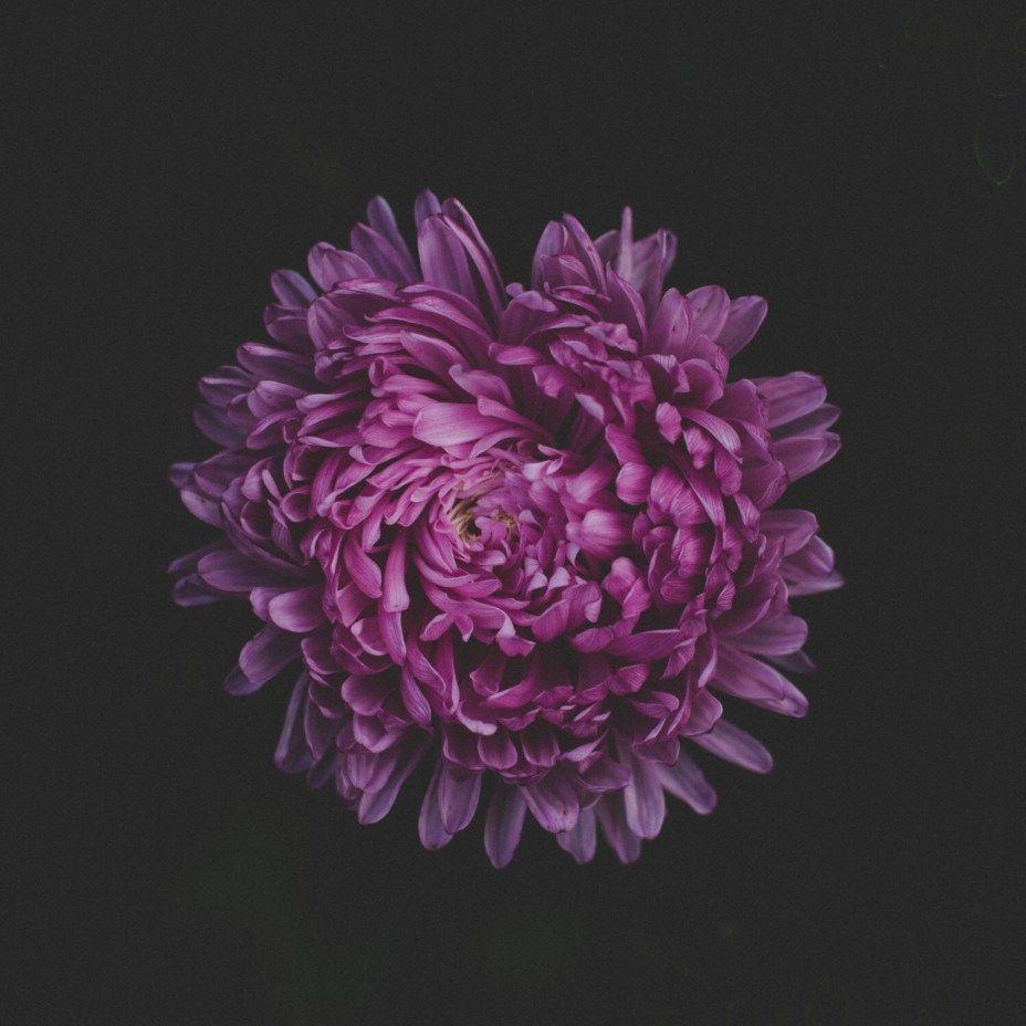 928x928 Watch, Profile Photo Wallpaper Purple Lotus Photo Wallpaper For Tech