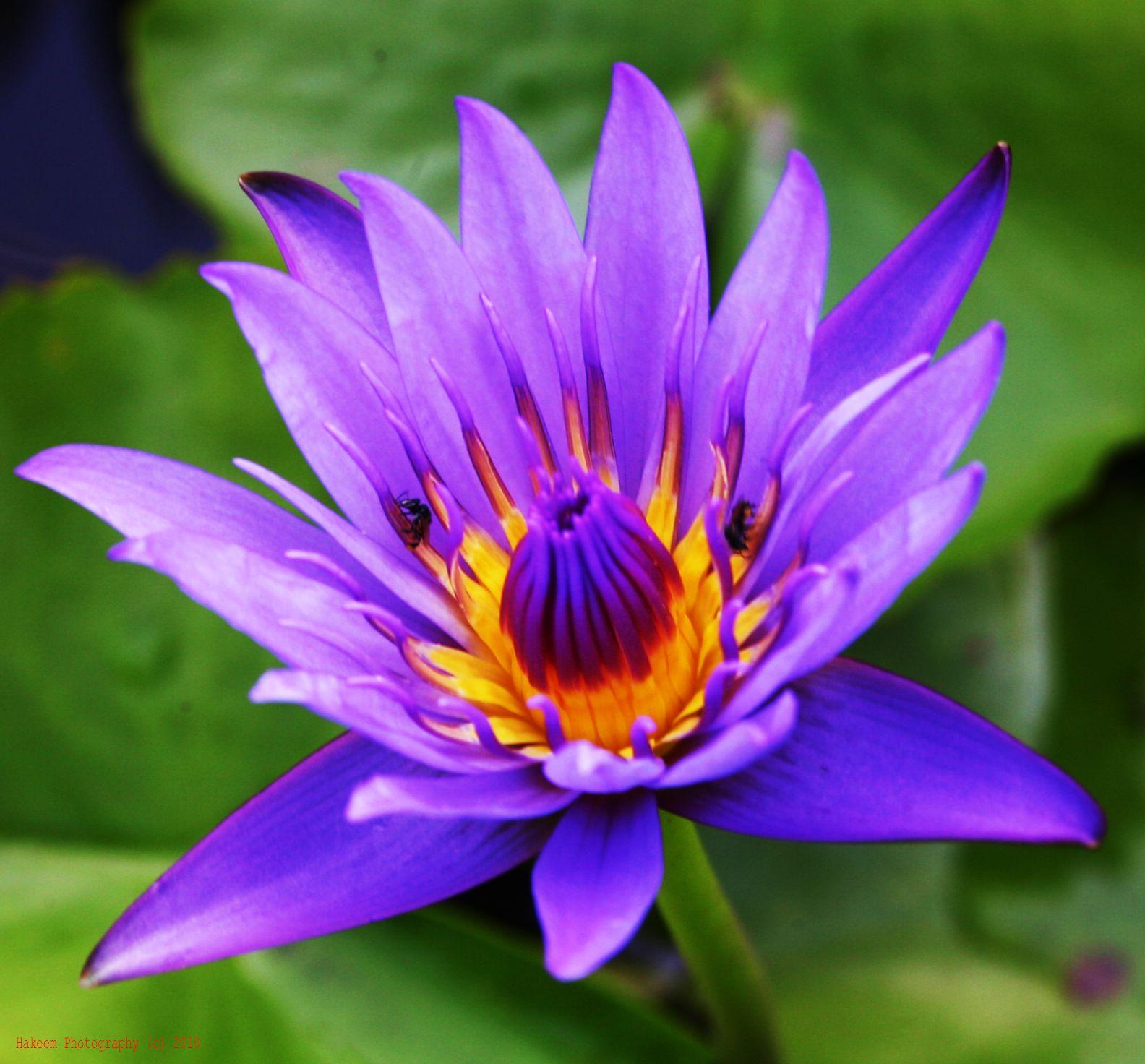Purple Lotus Wallpapers - Top Free Purple Lotus Backgrounds