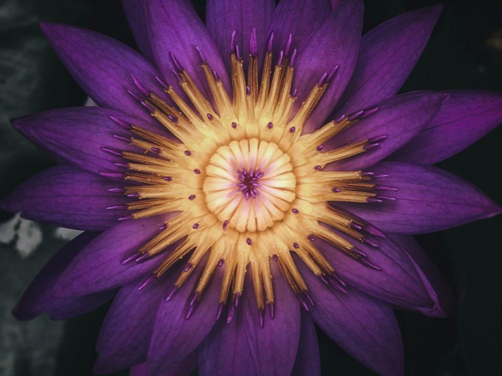 1024x768 Blooming purple lotus flower Desktop wallpaper 1024x768
