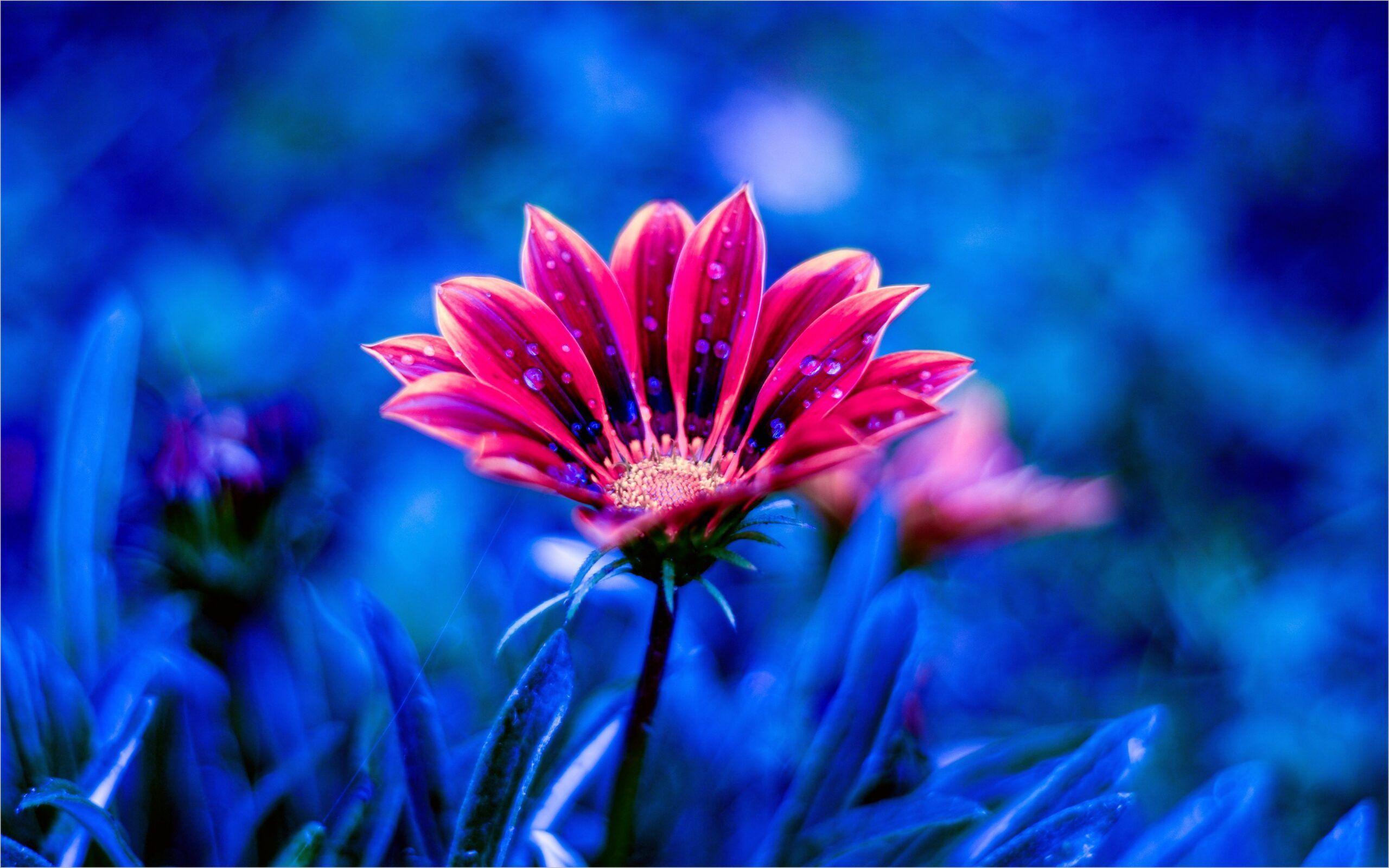 2560x1601 Blue Flower 4k Wallpaper in 2020. Hình nền mới hd, Hình nền HD nền, Hình nền máy tính hình nền máy tính