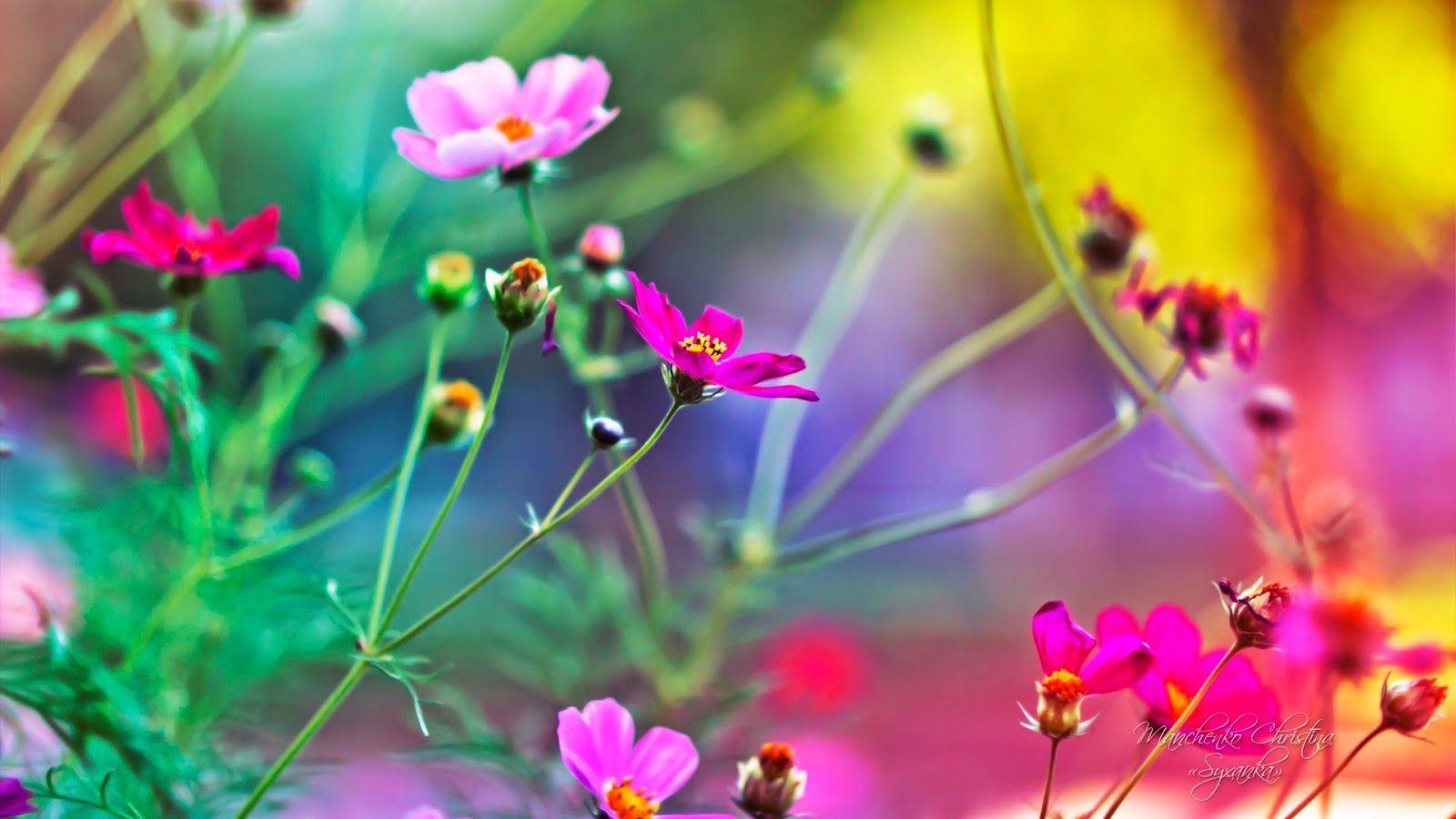 1600x900 Wallpaper HD Flowers