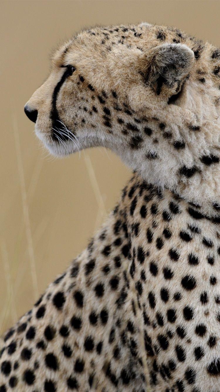 750x1334 Cheetah Look At Side 750x1334 IPhone 8 7 6 6S Wallpaper, Background, Picture, Image