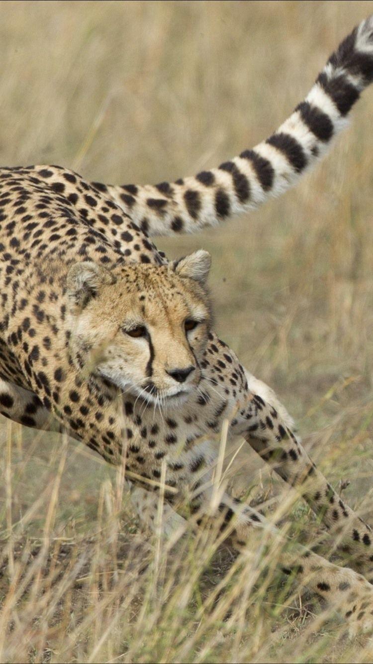 750x1334 Cheetah Hunting Deer, Speed 750x1334 IPhone 8 7 6 6S Wallpaper, Background, Picture, Image
