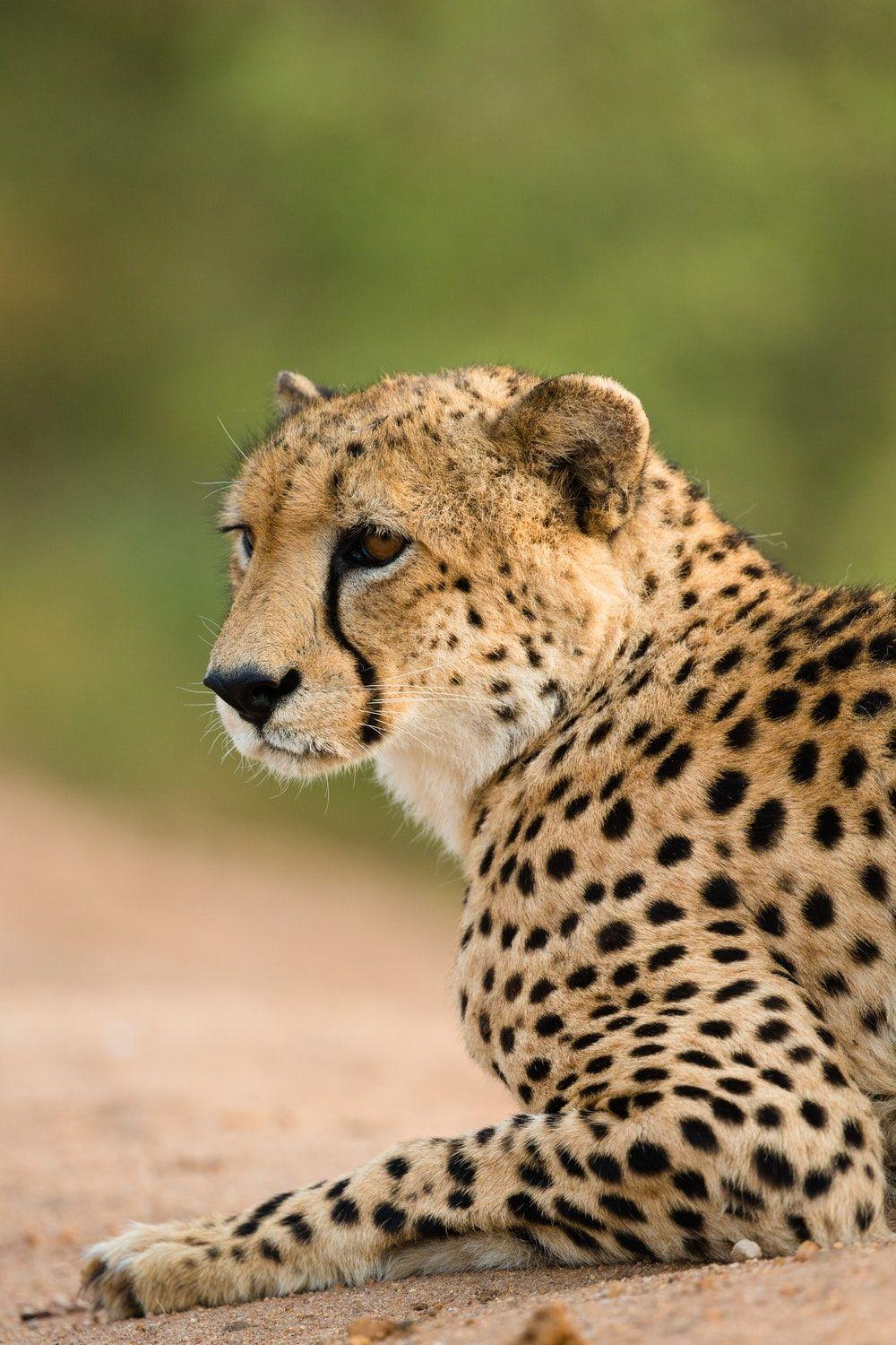 1000x1500 Cheetah iPhone Wallpaper