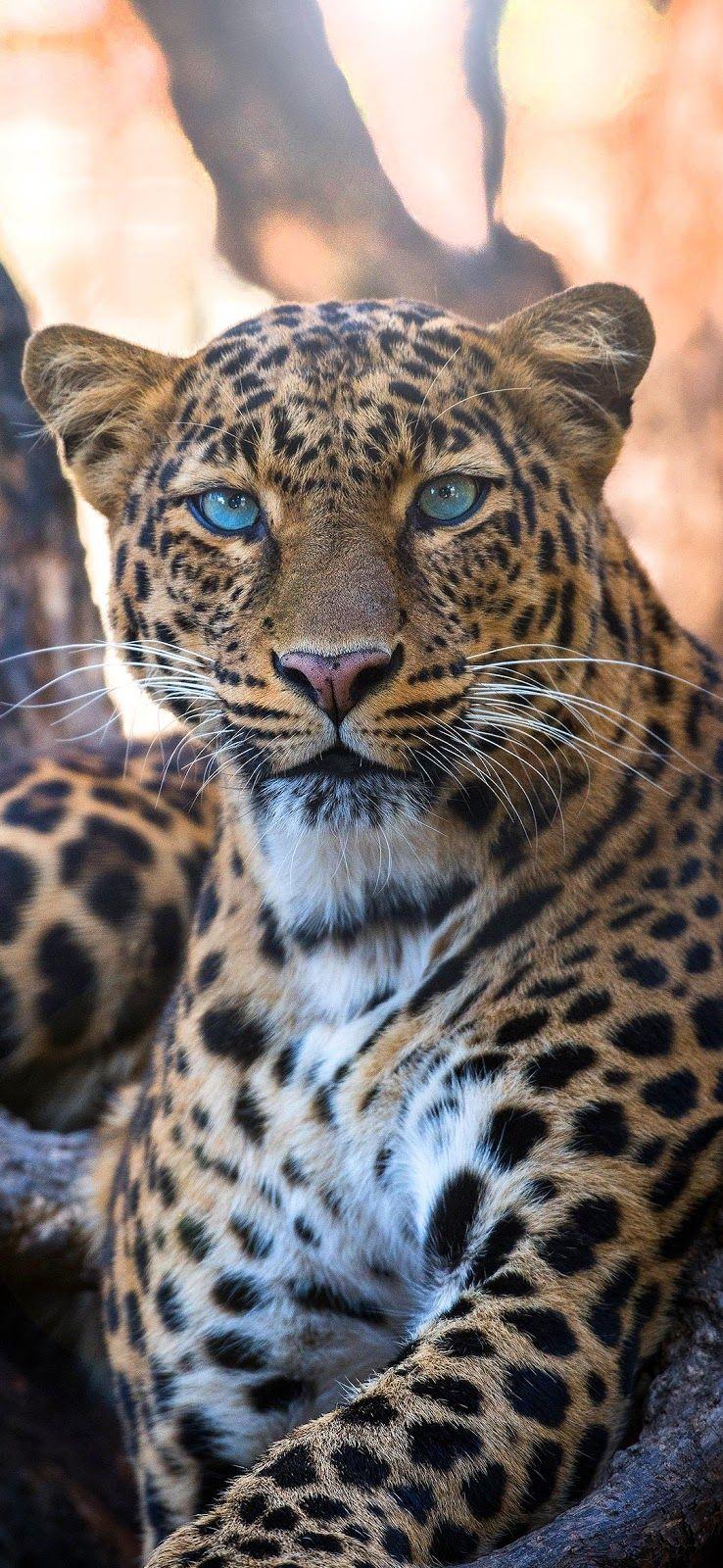 738x1600 Animals Wallpaper Free Download High Resolution