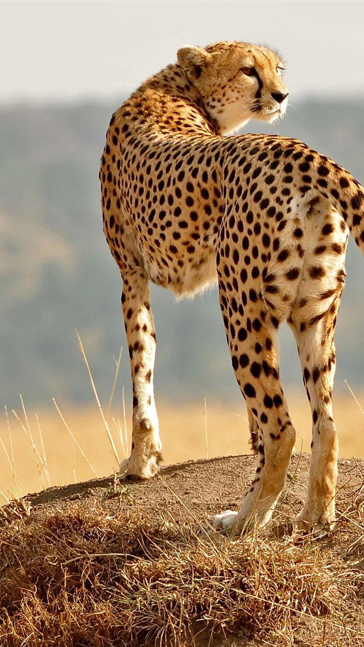 Cool Cheetah iPhone Wallpapers Top Free Cool Cheetah iPhone