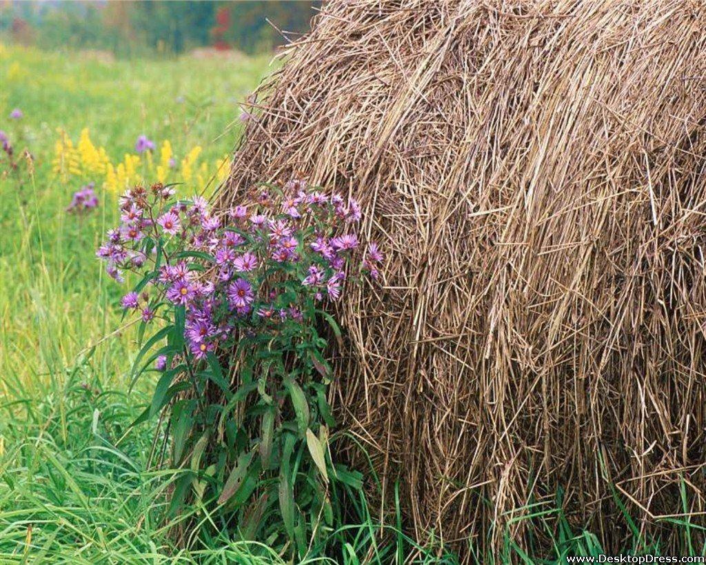 1024x819 Free download wallpaper nature landscape background hay bale ohio hay bale ohio [1024x819] for your Desktop, Mobile & Tablet. Explore Hay Bale Wallpaper. Hay Bale Wallpaper, Bale Wallpaper, Bale Wallpaper 2015