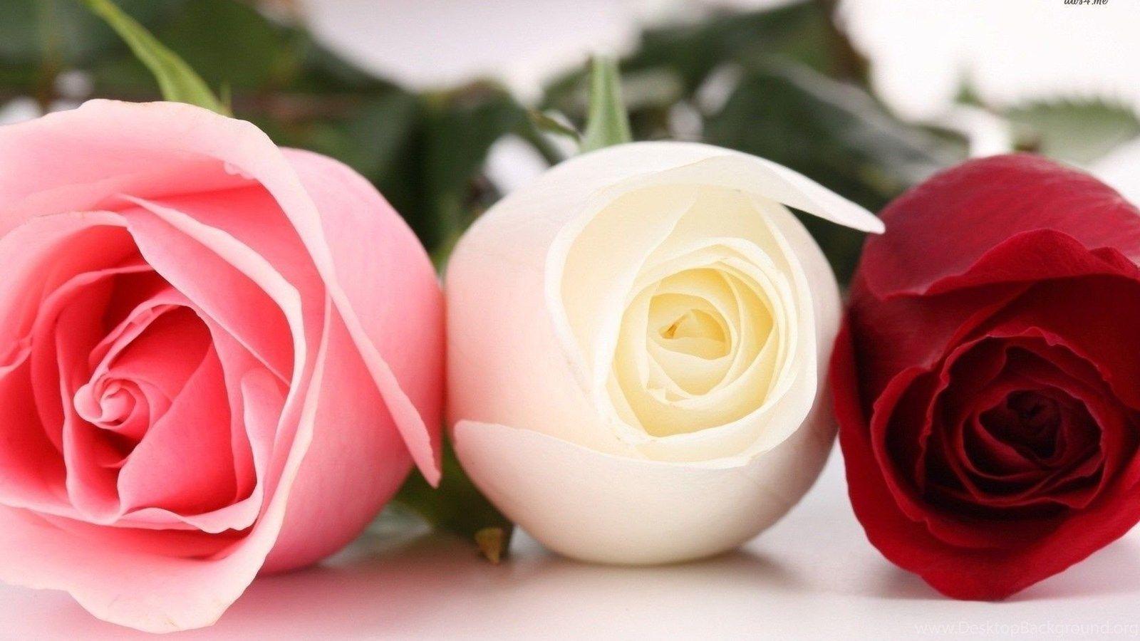Beautiful Rose Desktop Wallpapers - Top Free Beautiful Rose Desktop ...