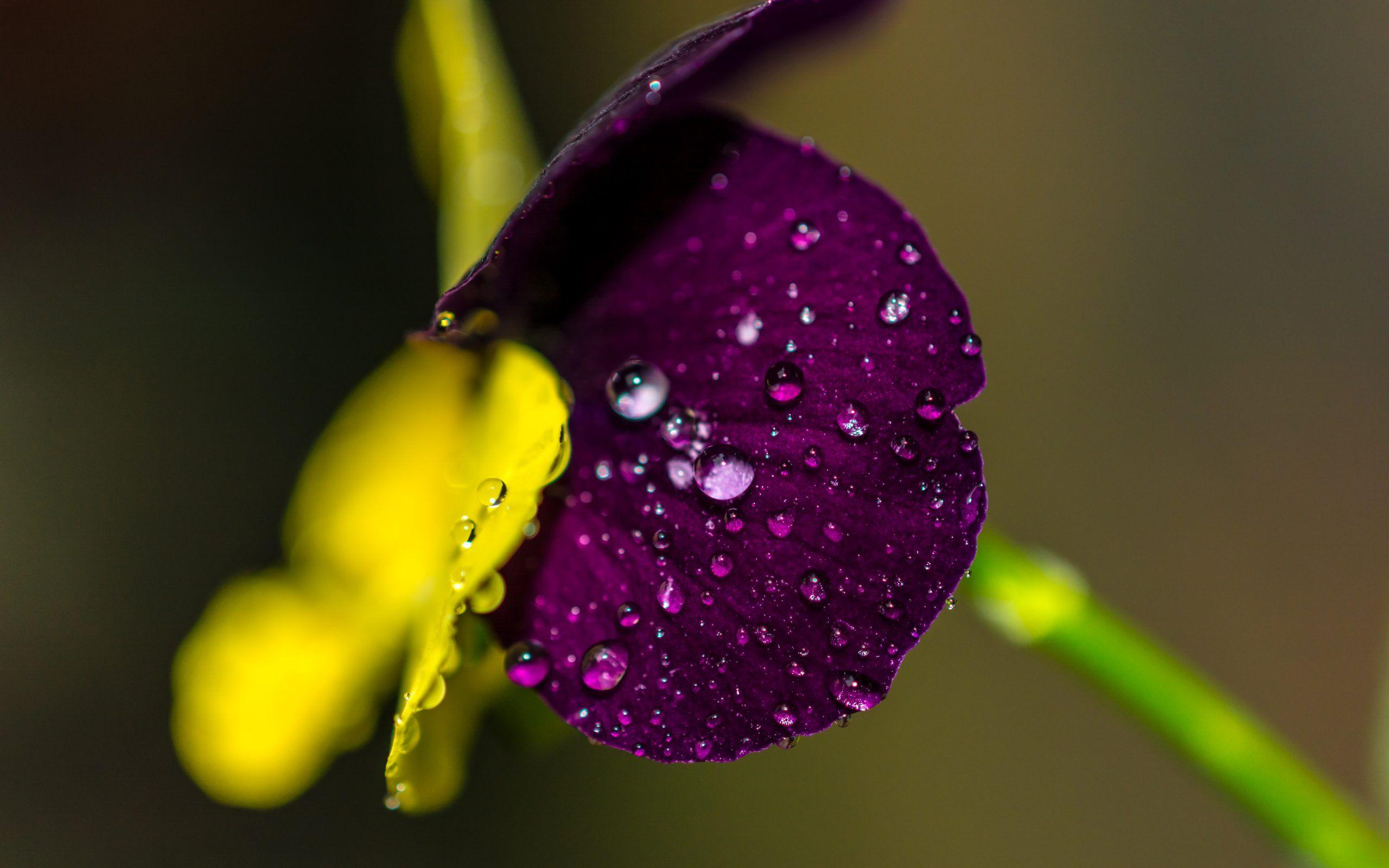 2560x1600 Water Drops on Violet Flower Wallpaper 4K 5K. HD Wallpaper Background