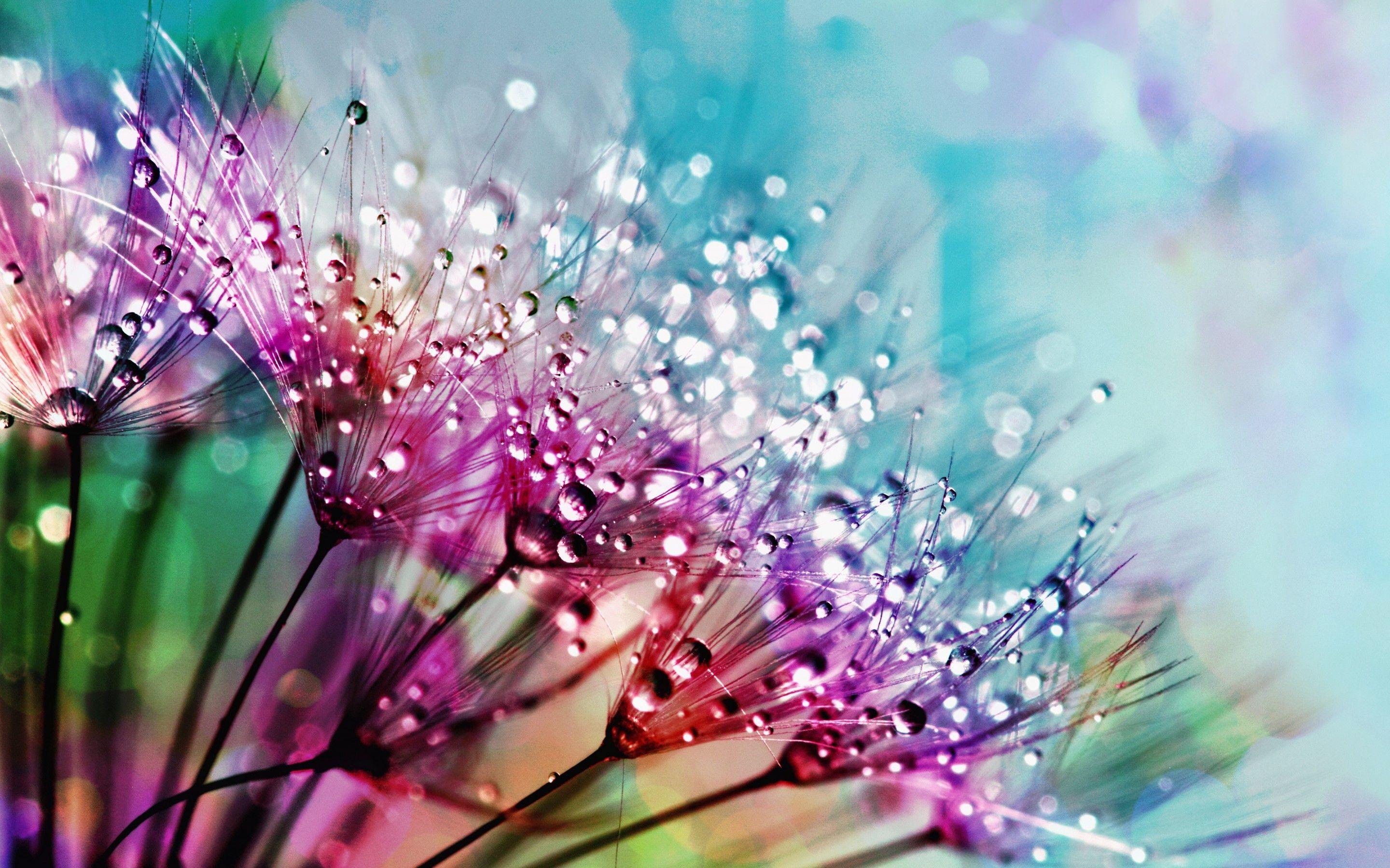 2880x1800 Dandelion flowers 4K Wallpaper, Multicolor, Colorful, Water drops, 5K, Flowers