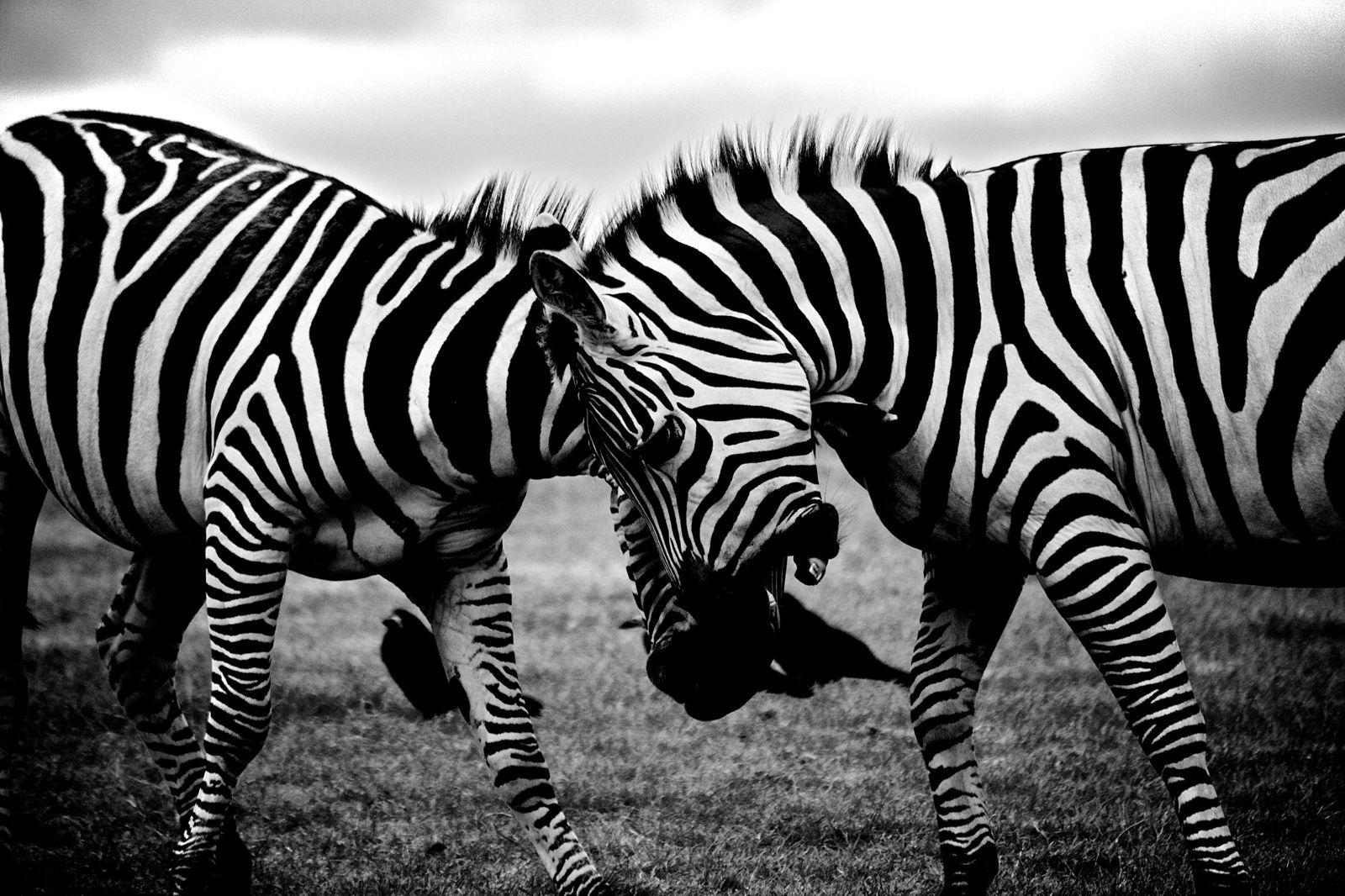 1600x1066 Black And White Animals Wild Wallpaper.com. Best High Quality Wallpaper