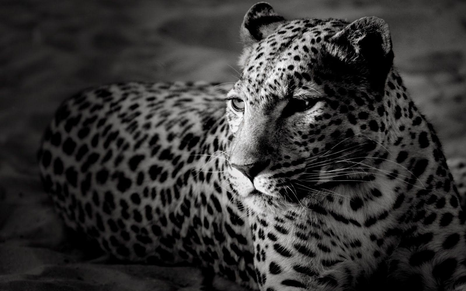 1600x1000 Apni Activity: Free Animals Wallpaper. Black and white wallpaper, Black jaguar, Jaguar picture