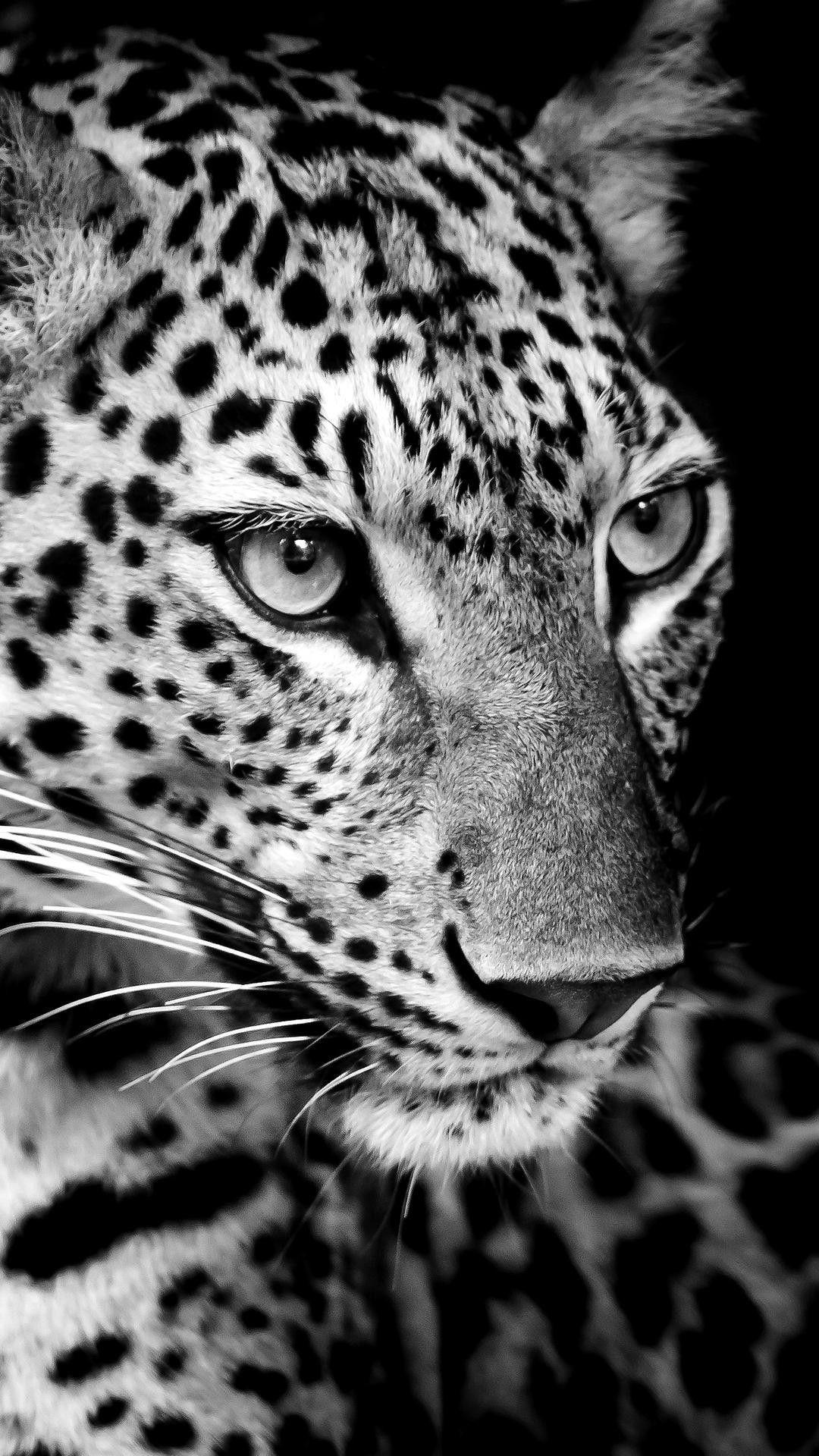 1080x1920 Wallpaper. Wild animals picture, Animals black and white, Jaguar animal