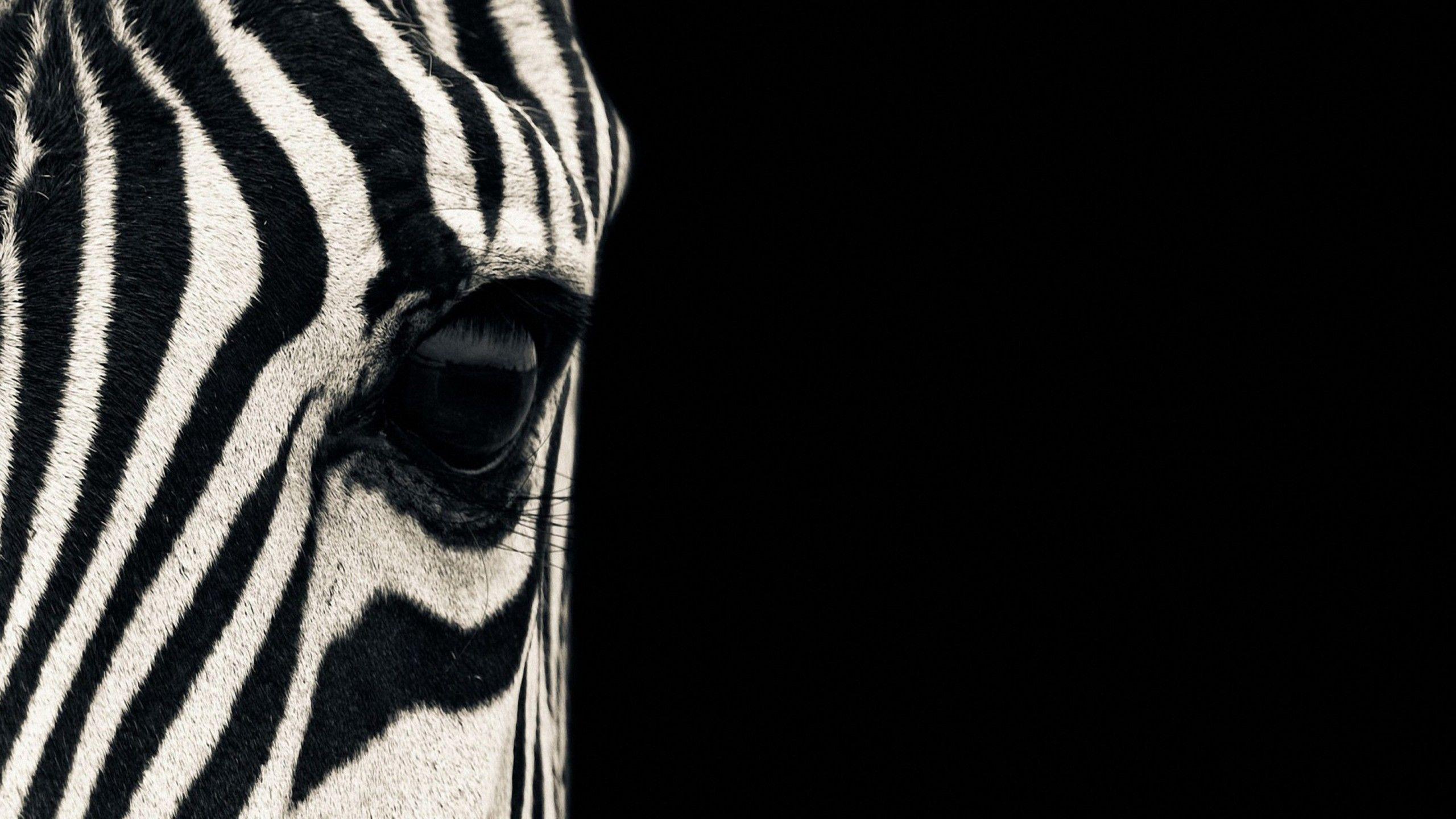 2560x1440 Wallpaper Zebra, eye, Black & White, couple, cute animals, Animals