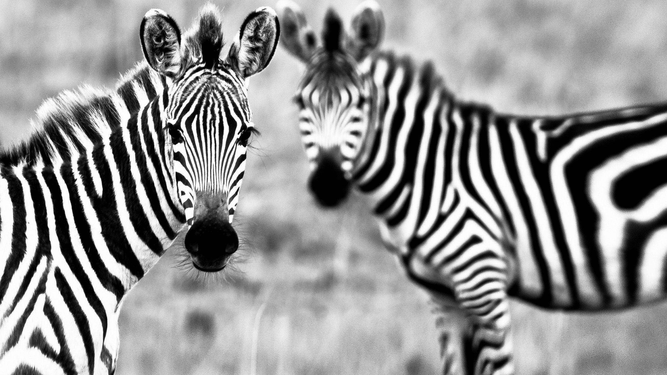 2560x1440 Wallpaper Zebra, Black & White, couple, cute animals, Animals