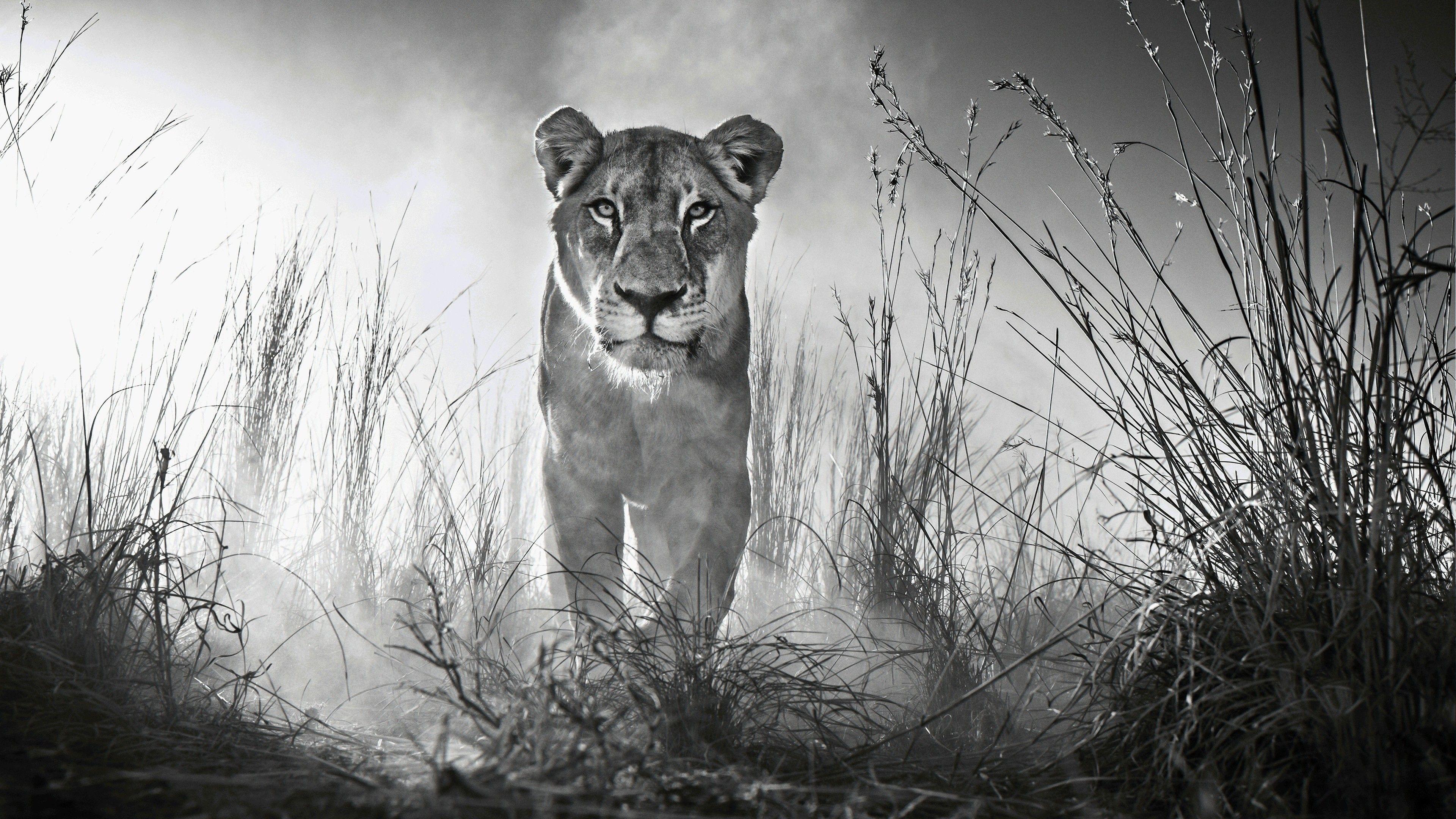 Wild Animal Black and White Wallpapers - Top Free Wild Animal Black and