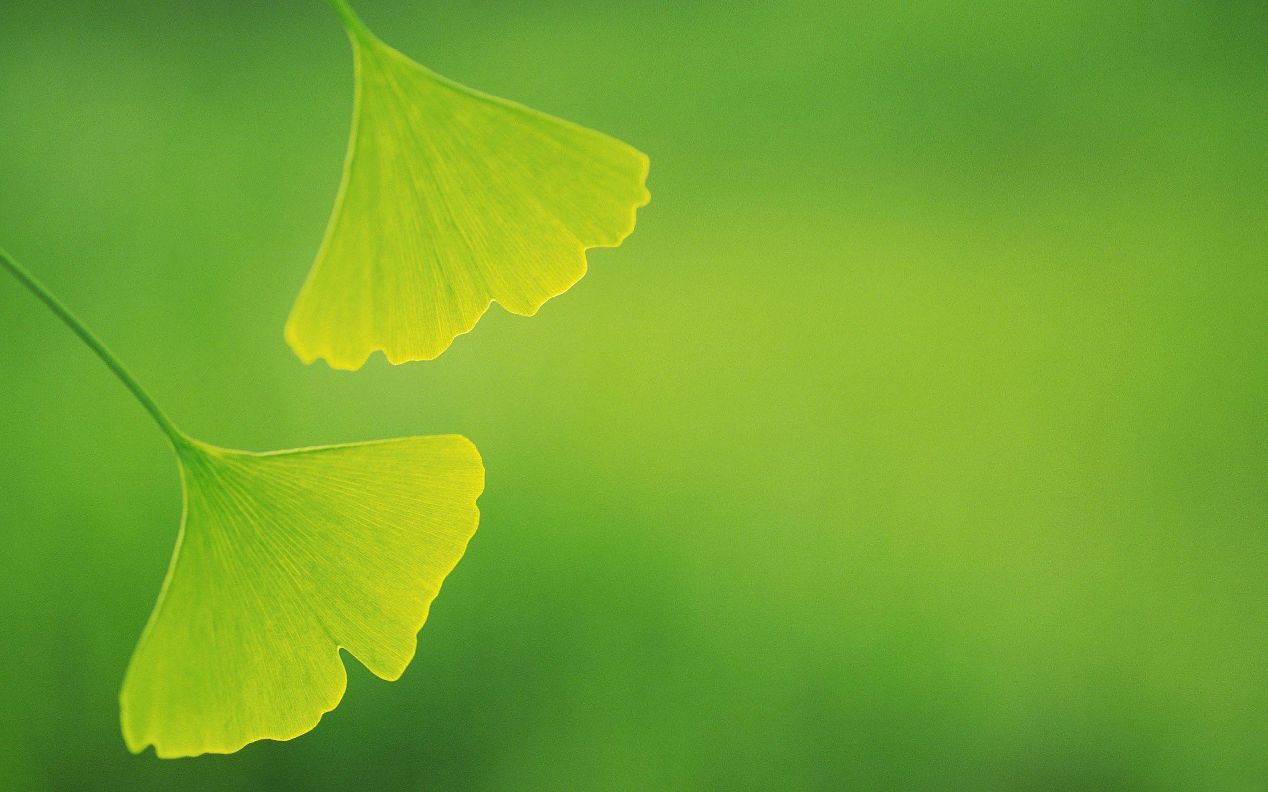 2560x1600 Ginkgo Wallpaper HD Desktop