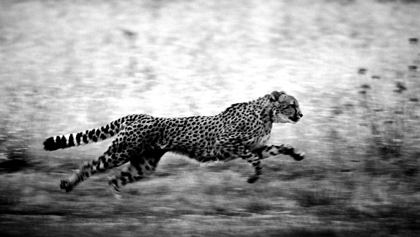 1600x904 Black And White Animal Wallpaper