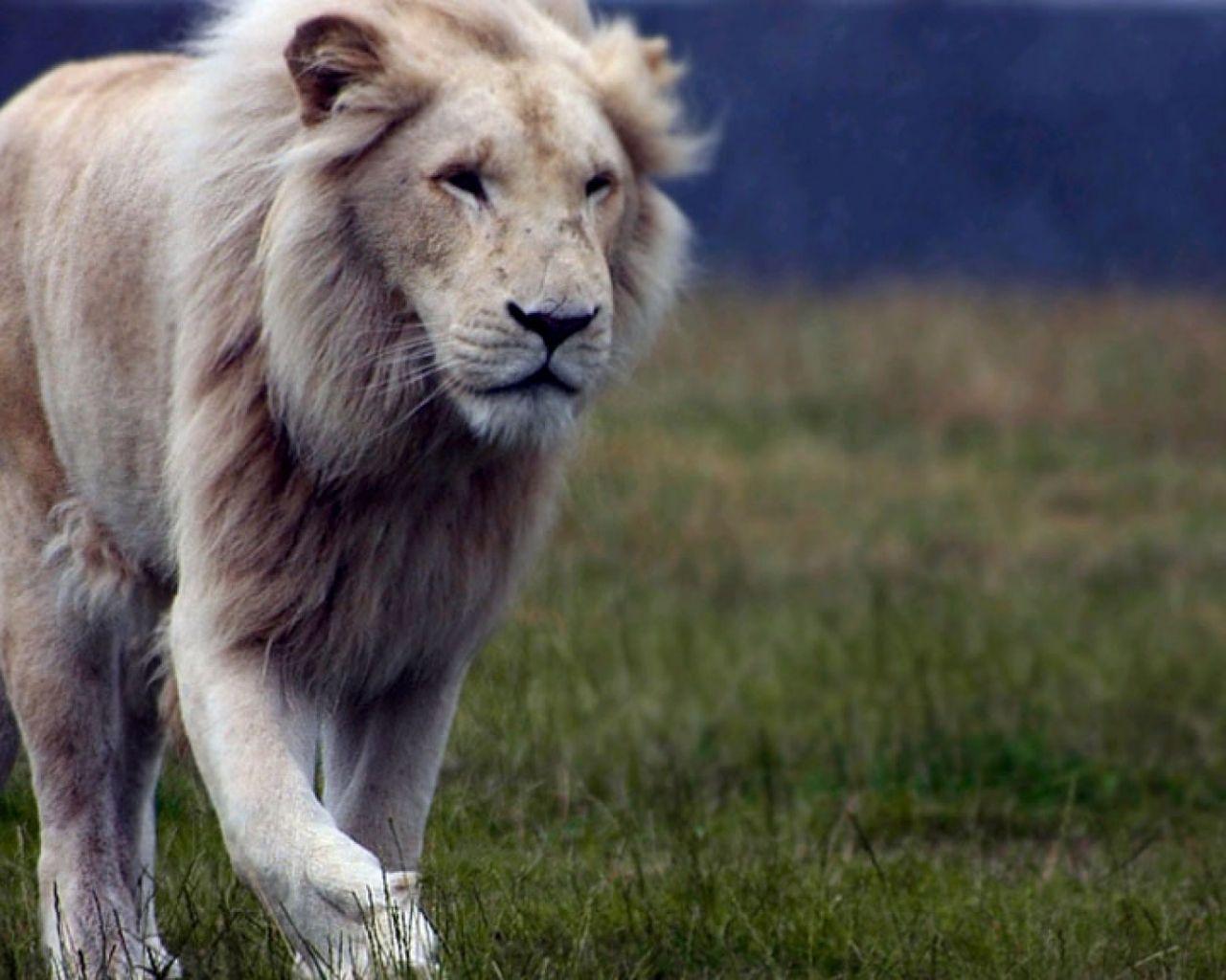 1280x1024 Free download wild animal lion black and white wallpaper 1600x954px HD Car Picture [1920x1080] for your Desktop, Mobile & Tablet. Explore Lion Wallpaper HD 1080P. HD Lion Wallpaper