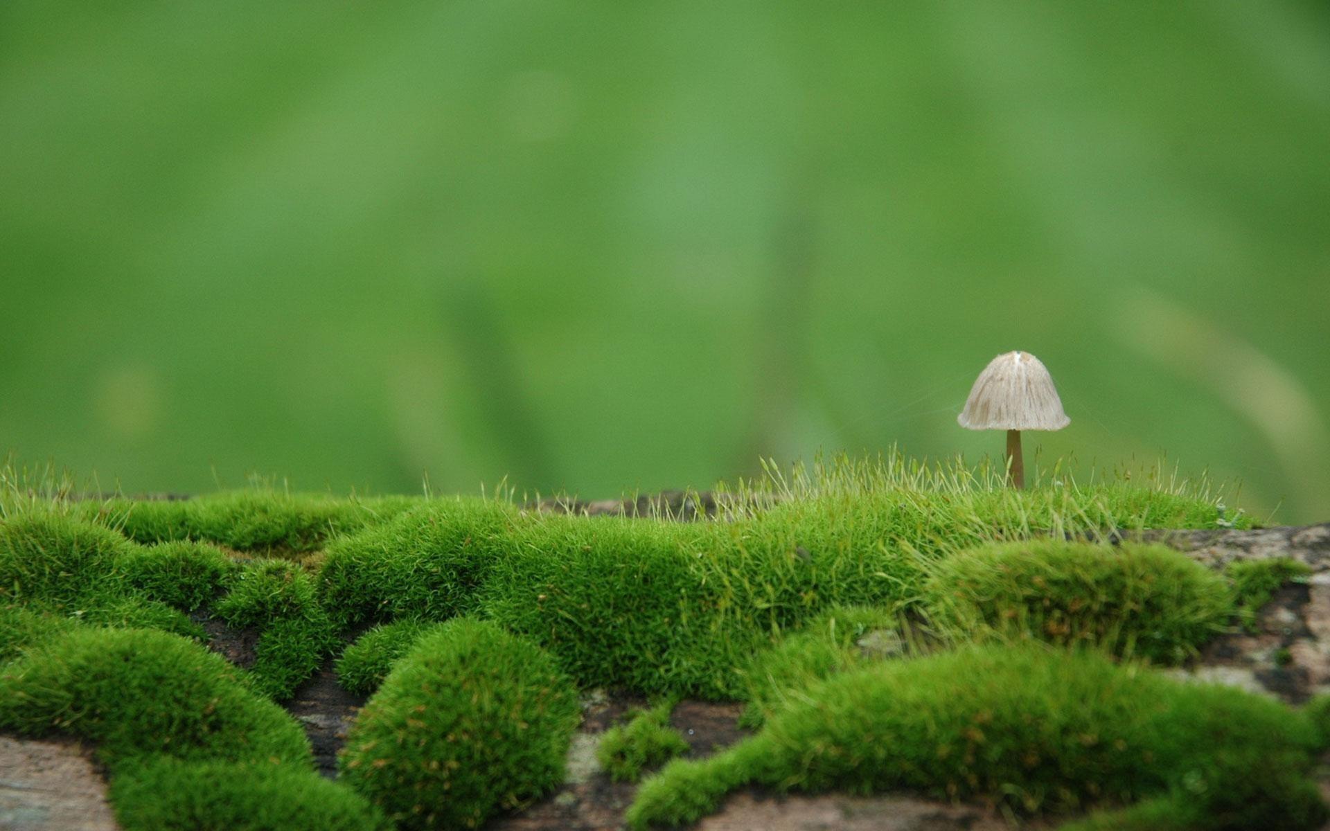 1920x1200 Mushrooms Wallpaper