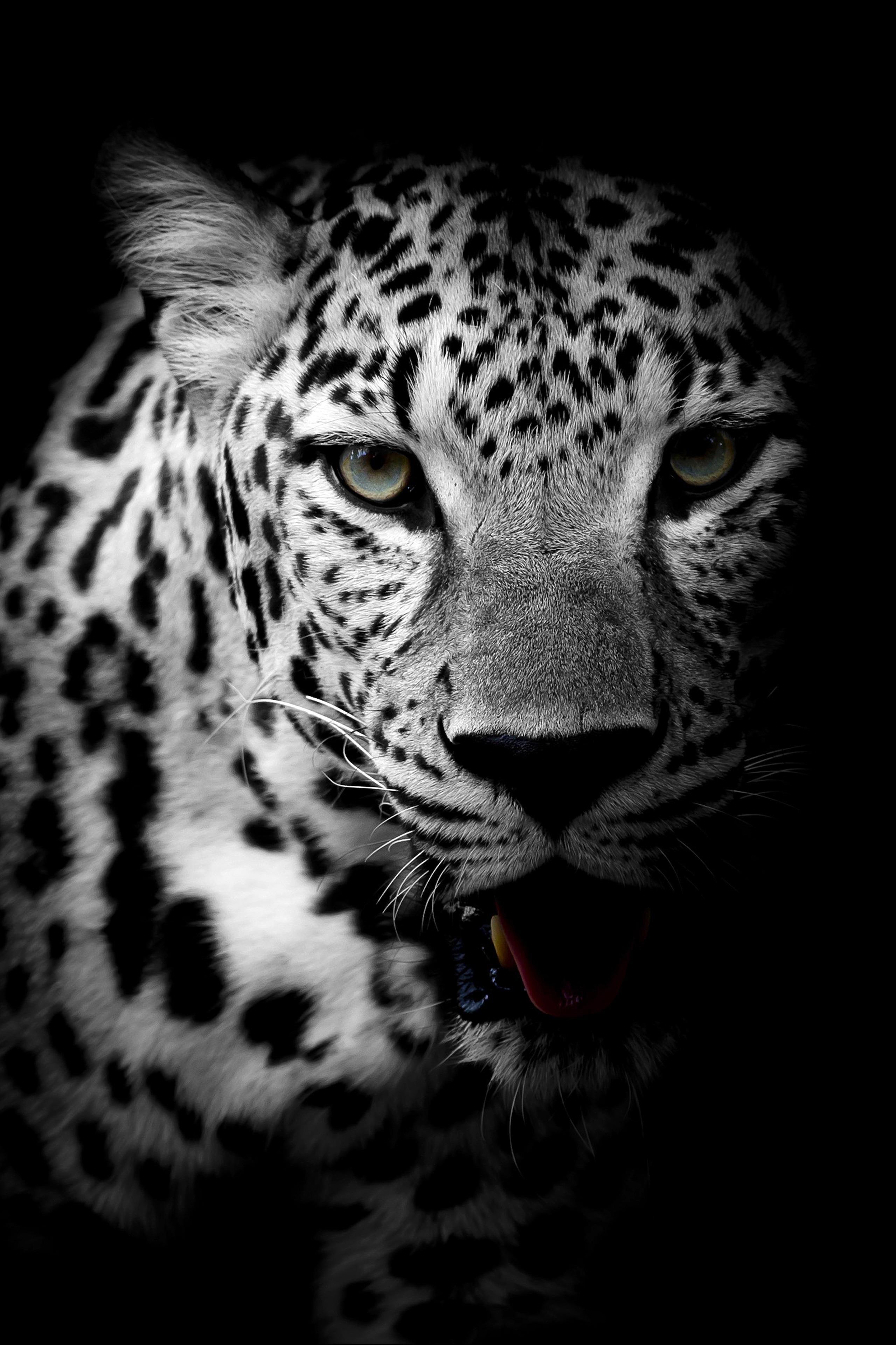 2559x3840 Best AMOLED Animals image. animal wallpaper, animals, wallpaper