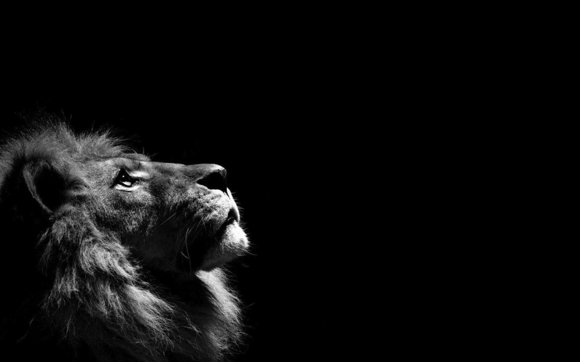 1920x1200 Lion Black and White Wallpaper