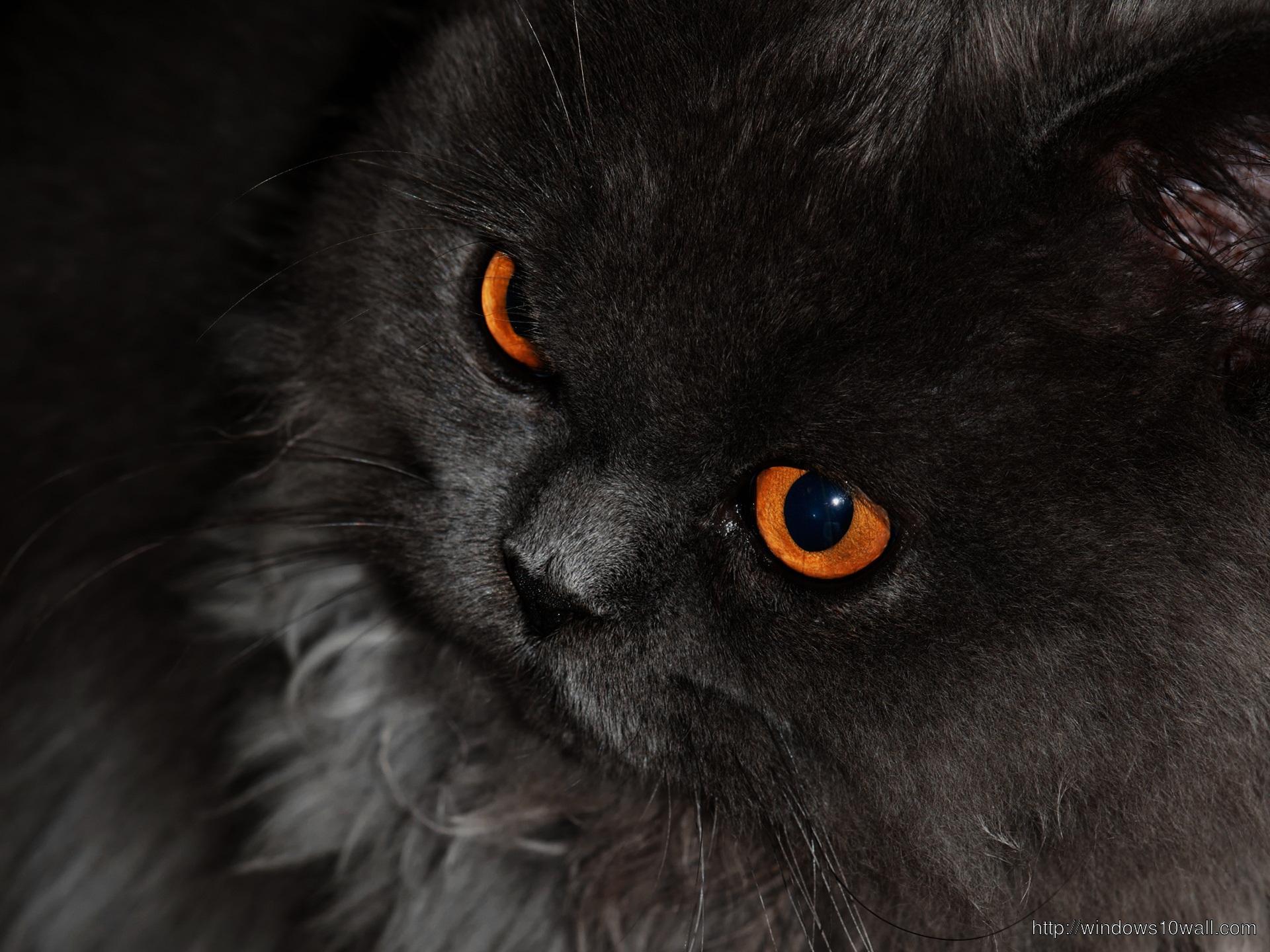 1920x1440 Black Cat With Orange Eyes HD Wallpaper