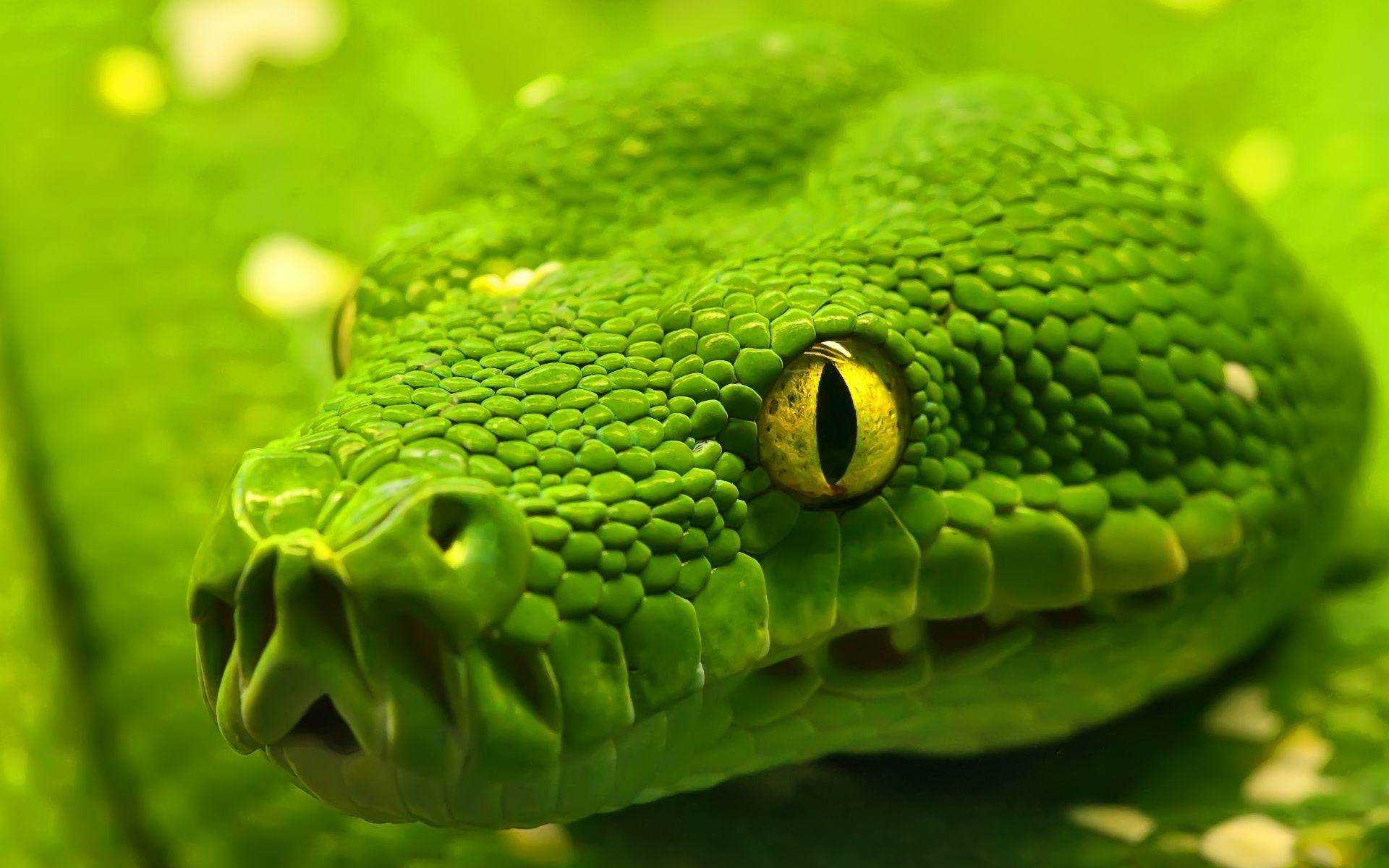 1920x1200 Snake Wallpaper Green Anaconda Reptile Eyes Desktop Wallpaper A L Ibackgroundz.com. Brainwaves For Leaders