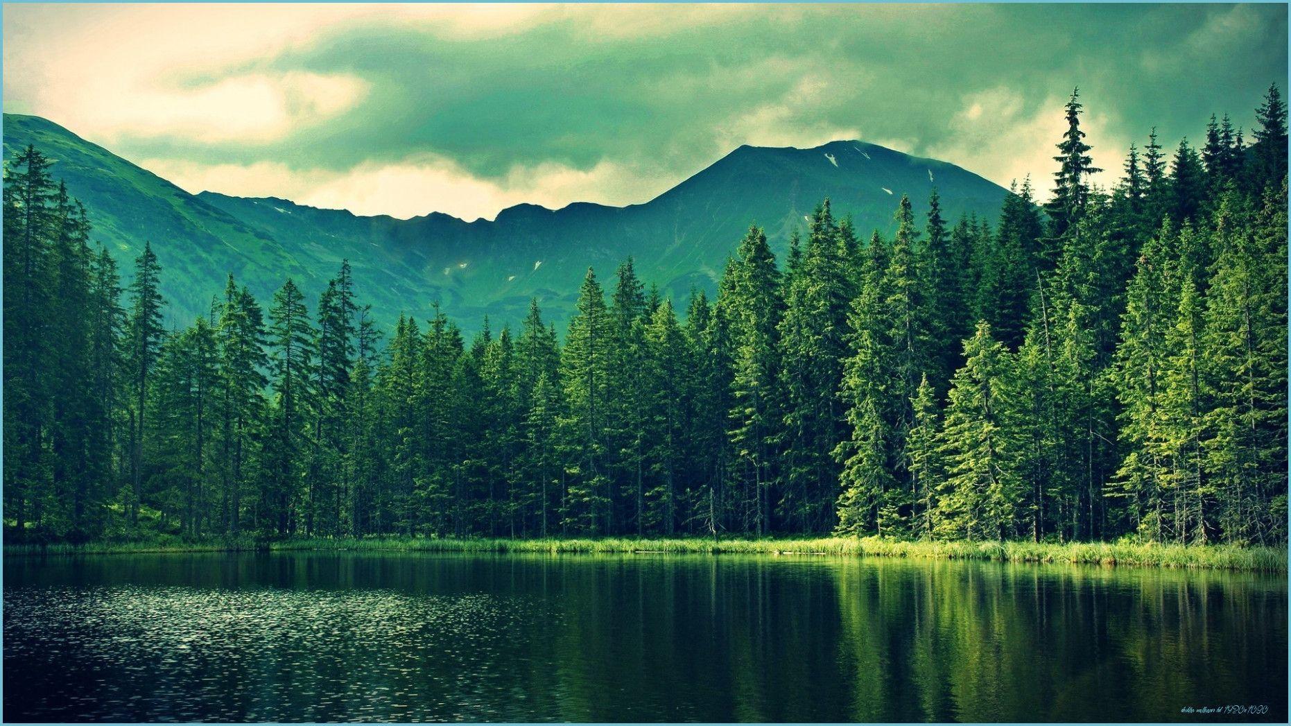1862x1047 Wallpaper HD Forest HD Desktop Wallpaper Amazing Windows wallpaper HD 1920x1080