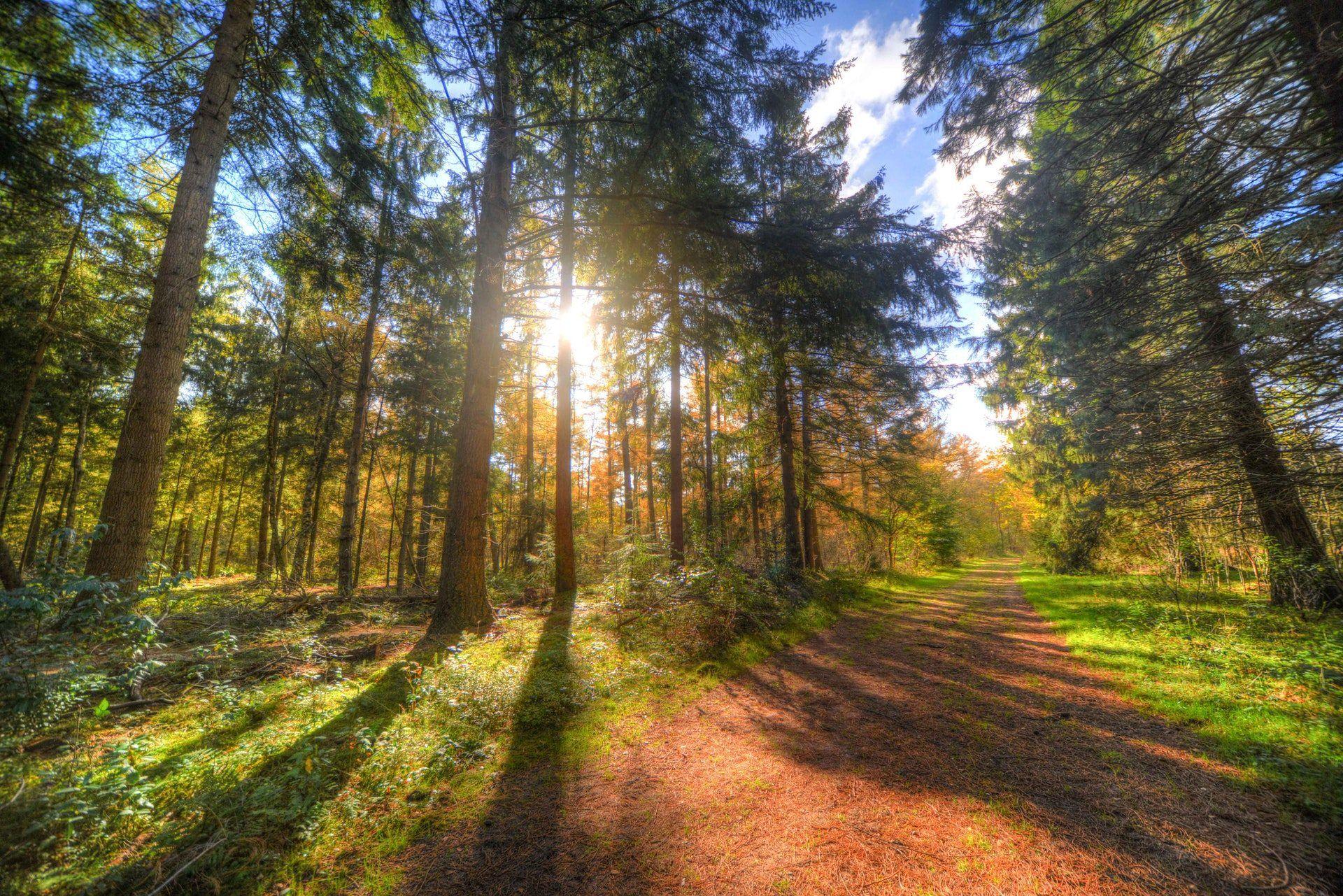 1920x1281 Forest Path HD Desktop Wallpaper