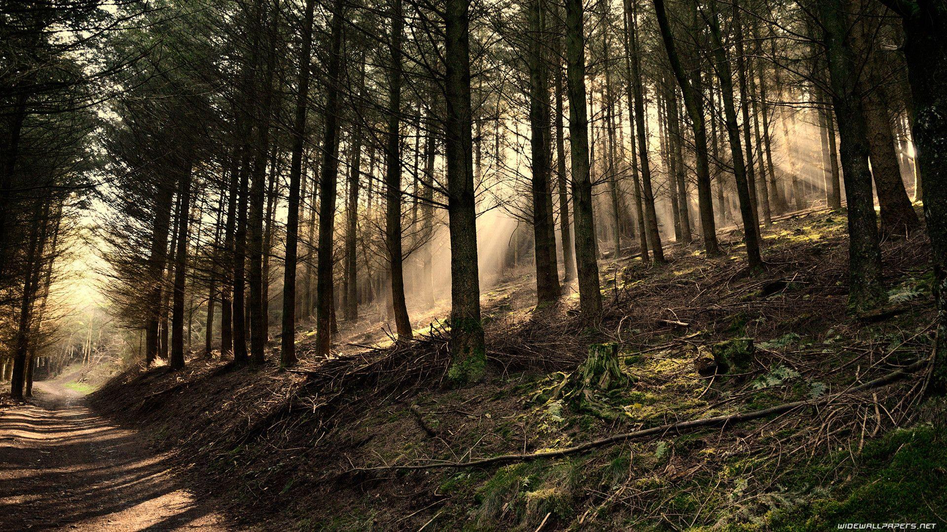 1920x1080 Forest Desktop Wallpaper HD And Wide Wallpaper In A Forest HD Wallpaper