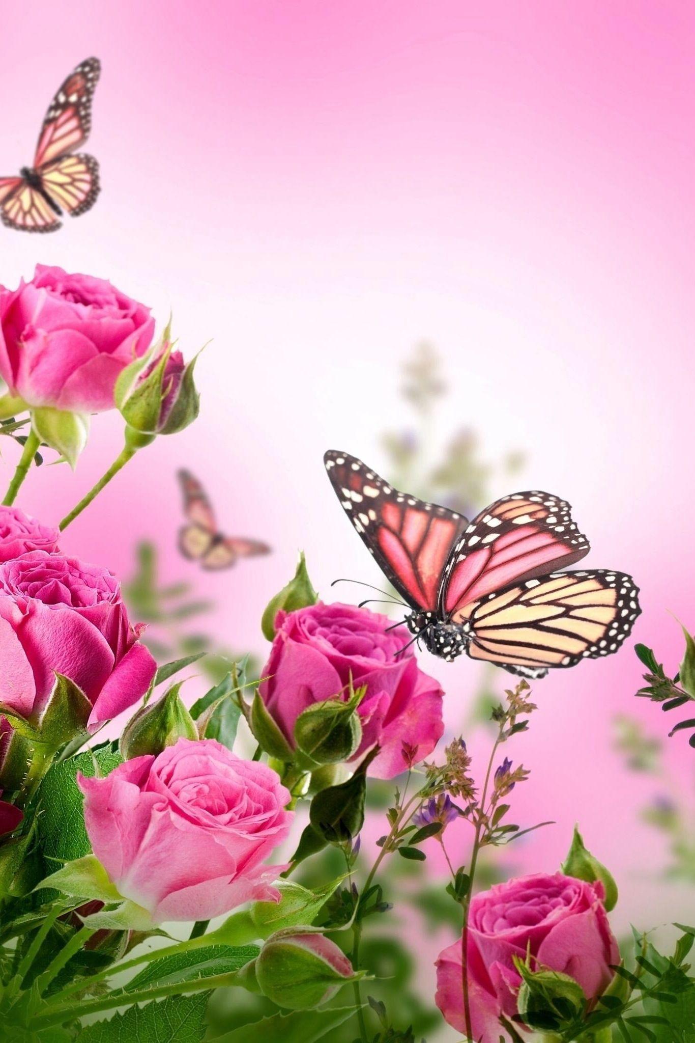 Beautiful Butterflies and Flowers Wallpapers 56 images