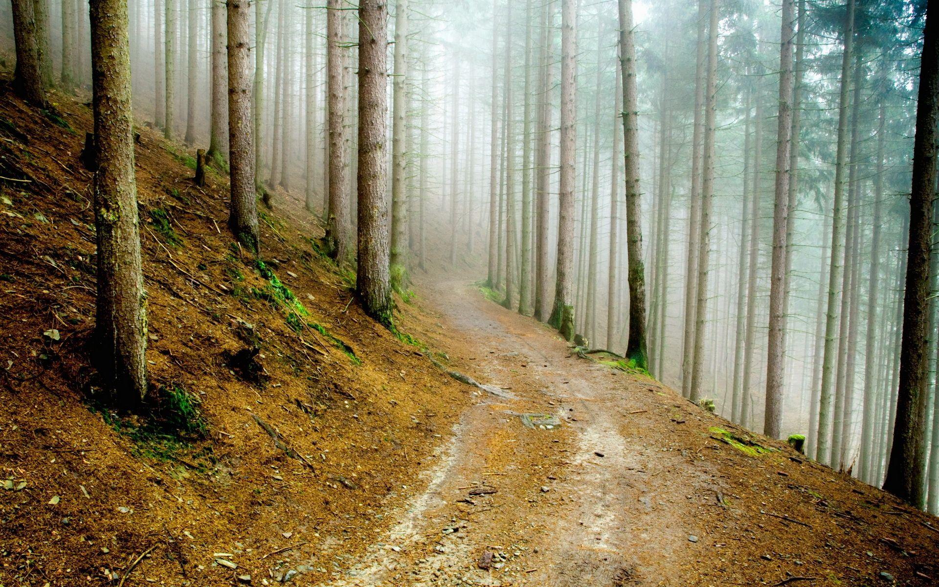 1920x1200 Forest HD Desktop Background HD Wallpaper