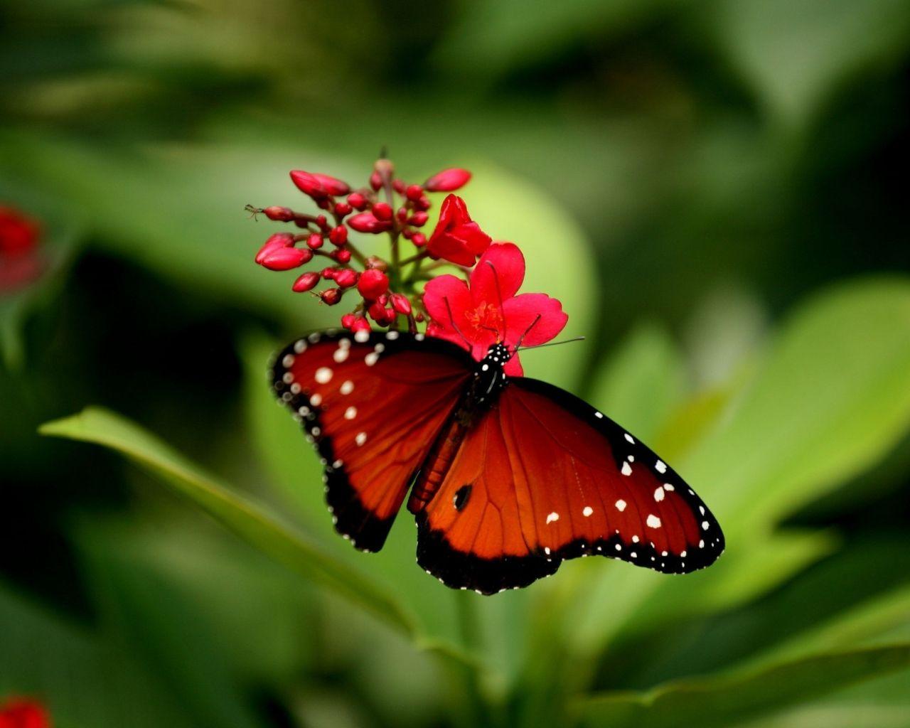 Download Red Butterfly 3d Wallpapers Top Free Red Butterfly 3d Backgrounds Wallpaperaccess