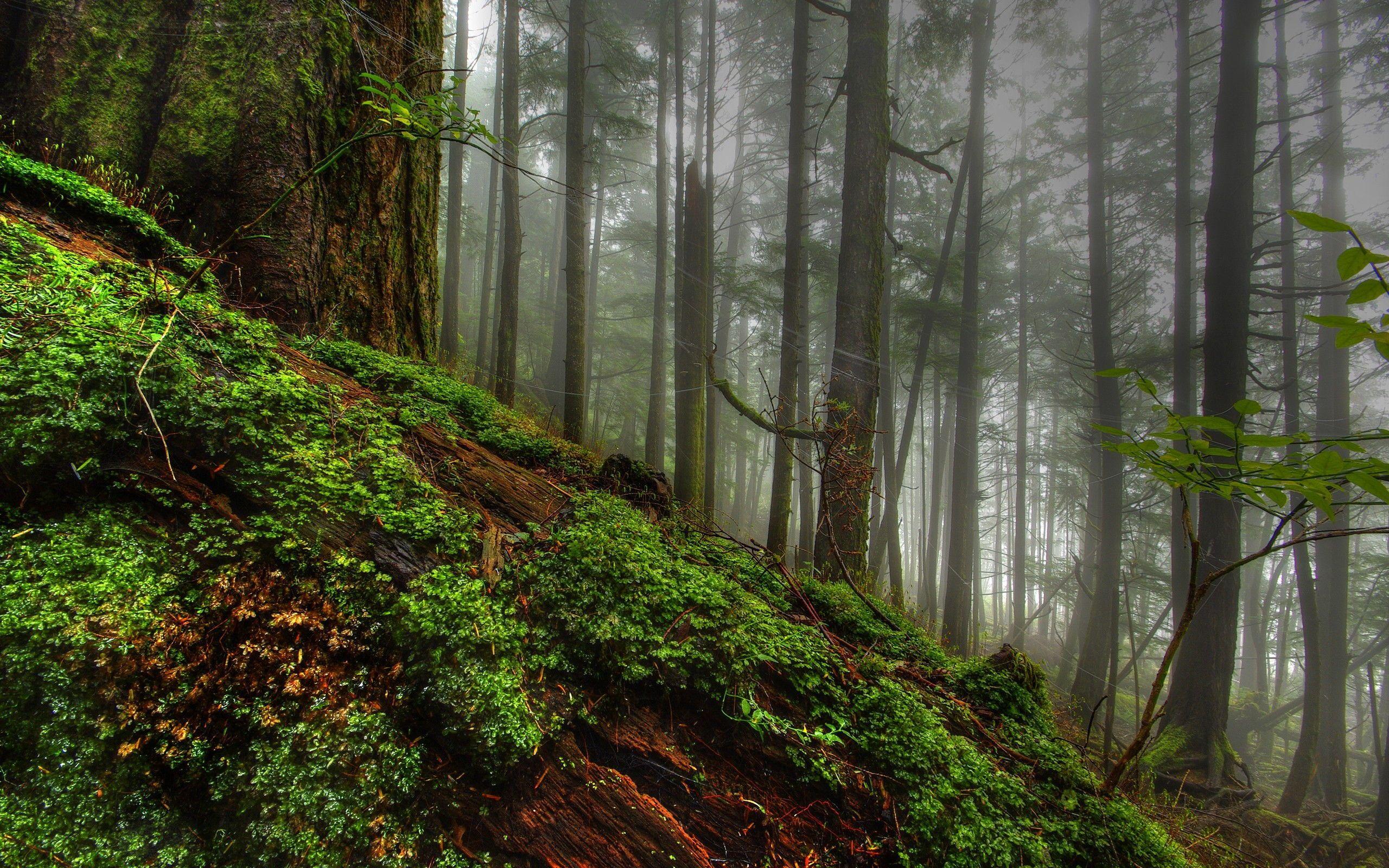 2560x1600 Forest Desktop Background. Beautiful Widescreen Desktop Wallpaper, Desktop Wallpaper and Naruto Desktop Background