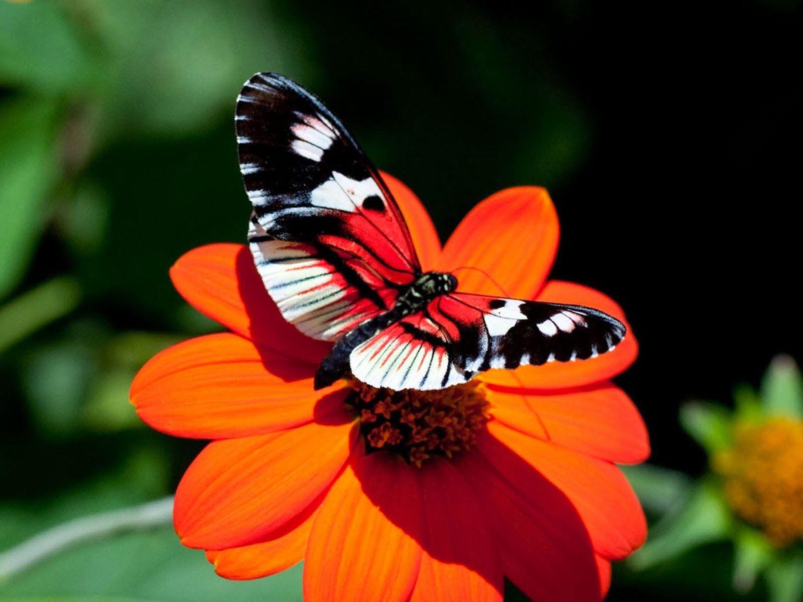 Red Butterfly 3D Wallpapers - Top Free Red Butterfly 3D Backgrounds ...