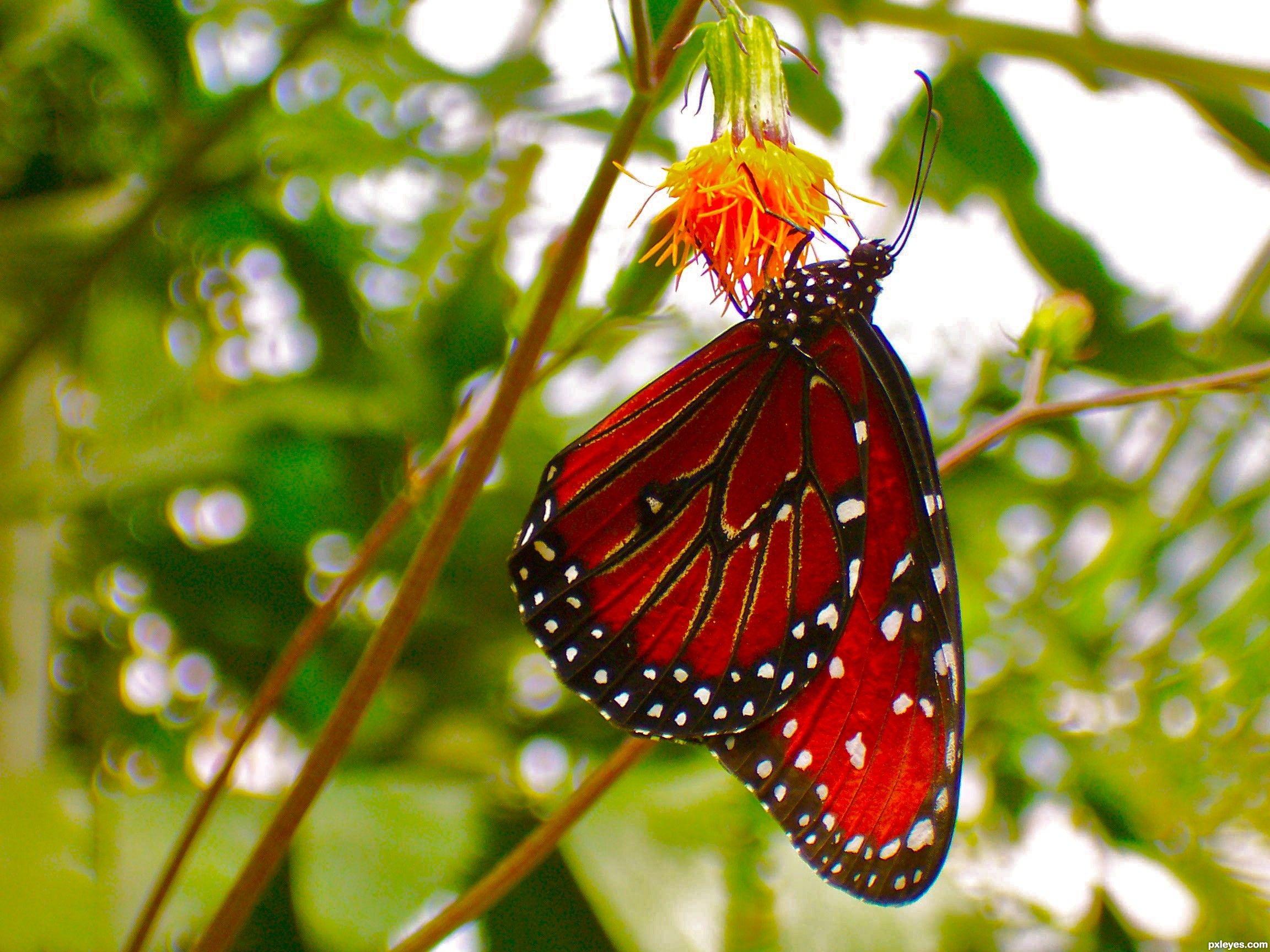 2304x1728 Rosary Butterfly Compost Garden