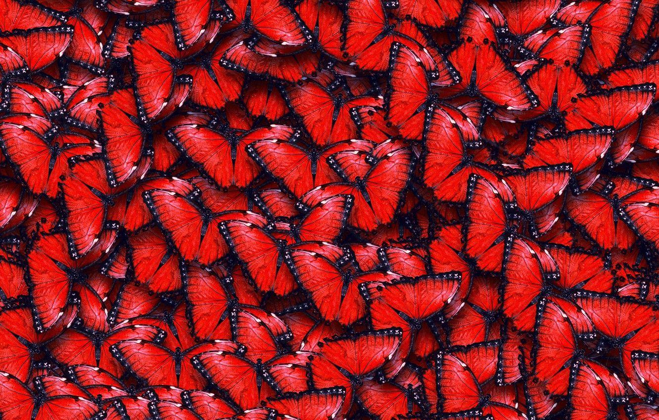 1332x850 Wallpaper texture, texture, red butterfly, butterflies image for desktop, section текстуры
