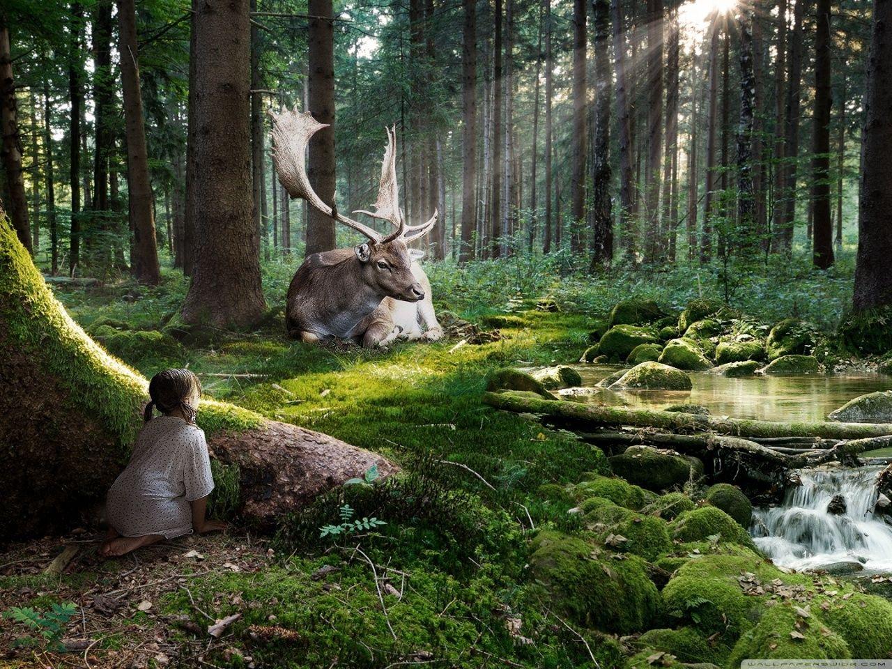 1280x960 Fairytale Forest HD desktop wallpaper : Widescreen : High Definition : Fullscreen : Mobile. HD Wallpaper Hound