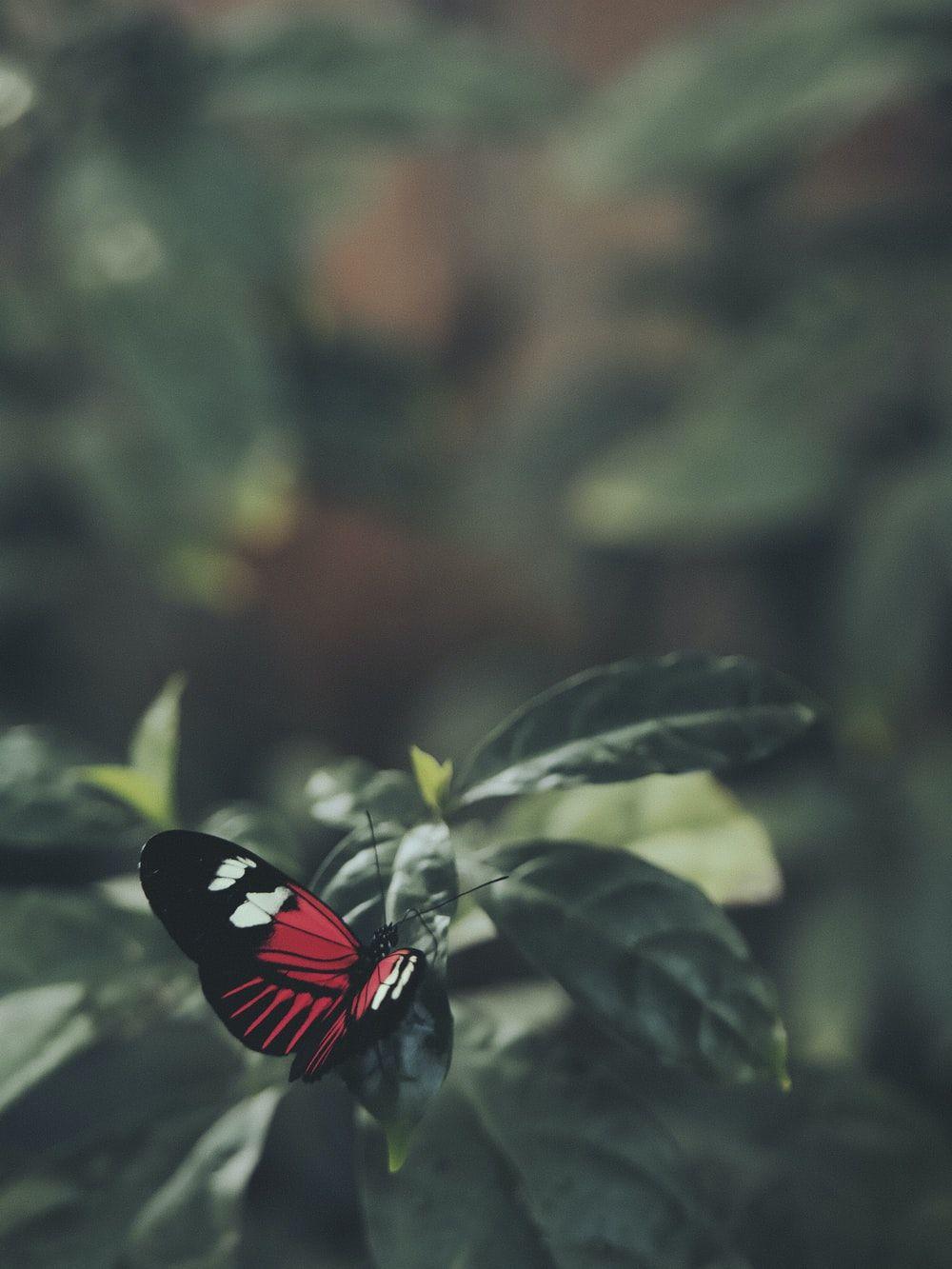 1000x1333 Butterfly Picture [HQ]. Download Free Image
