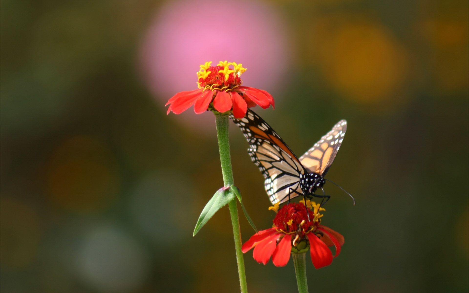 1920x1200 Red Butterfly Wallpaper Butterfly Wallpaper & Background Download