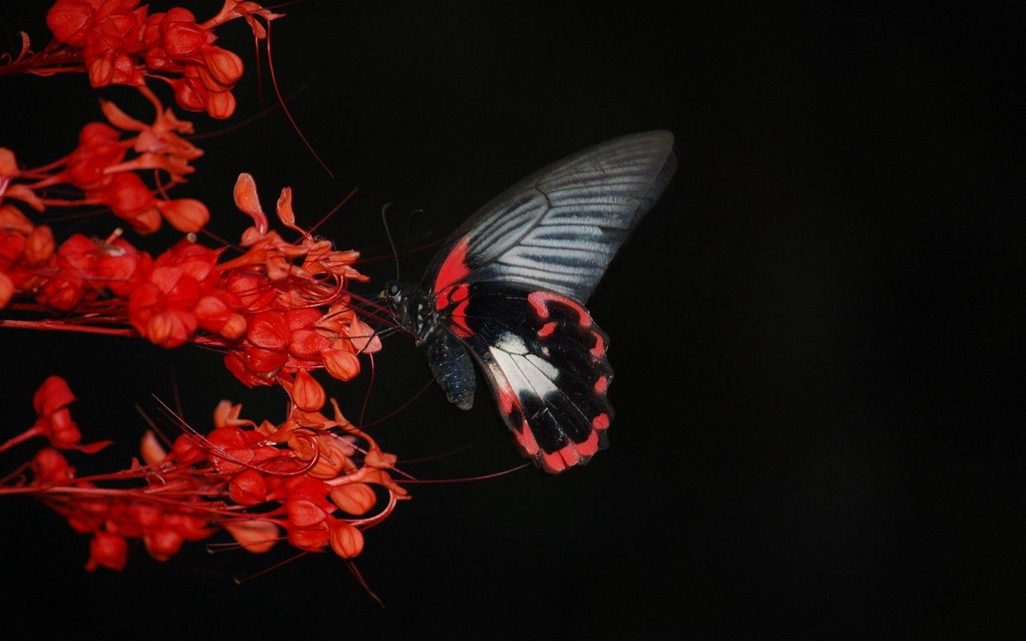 1440x900 Butterfly Wallpaper Share Background Nature Photography Wallpaper & Background Download