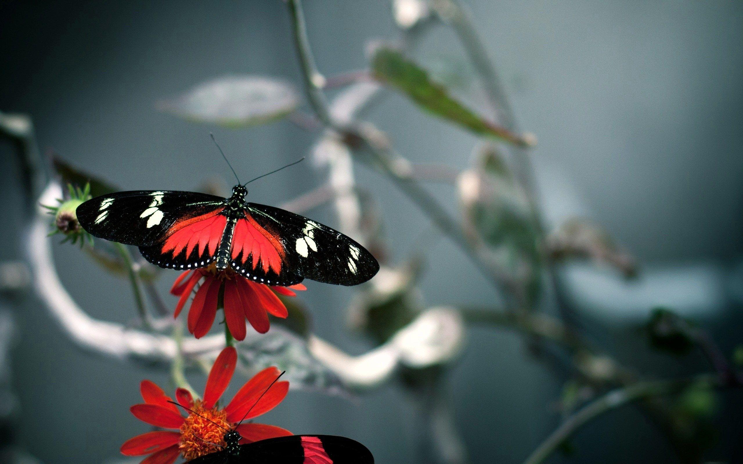 2560x1600 black and red butterfly wallpaper. Mocah.org HD Desktop Wallpaper