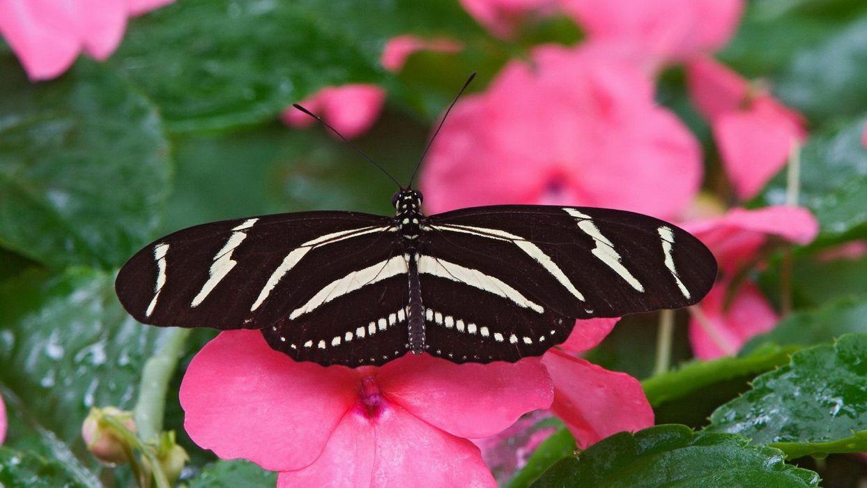1244x700 Insects pink flowers butterflies wallpaperx1080
