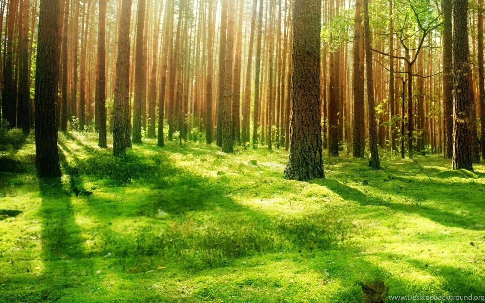 1680x1050 Beautiful Forest Scenery HD Desktop Wallpaper : Widescreen : High. Desktop Background