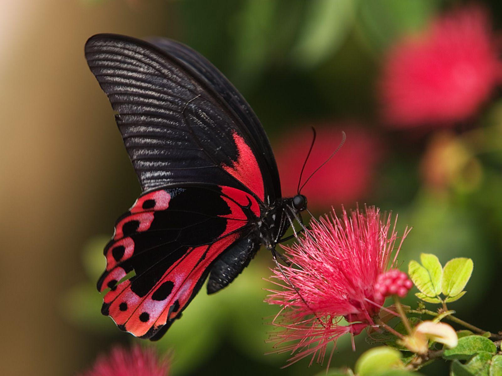 1600x1200 Butterfly Background Wallpaper: Black Red Butterfly Background Wallpaper