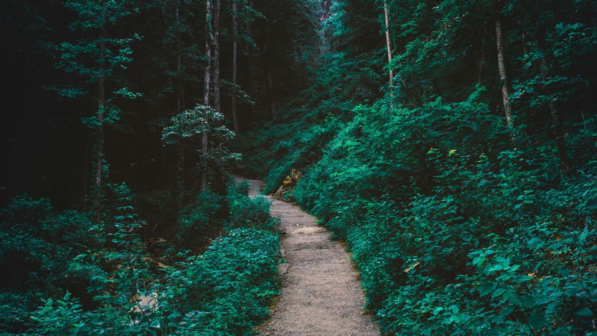 1920x1080 Forest Path Desktop Background
