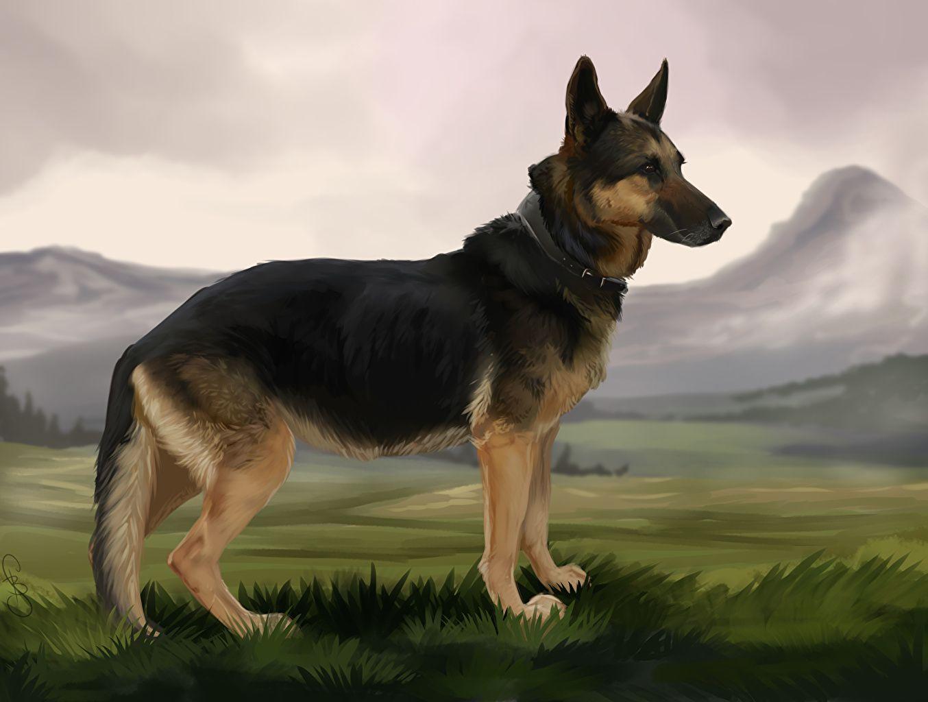 1354x1024 image Shepherd German Shepherd dog animal Painting Art