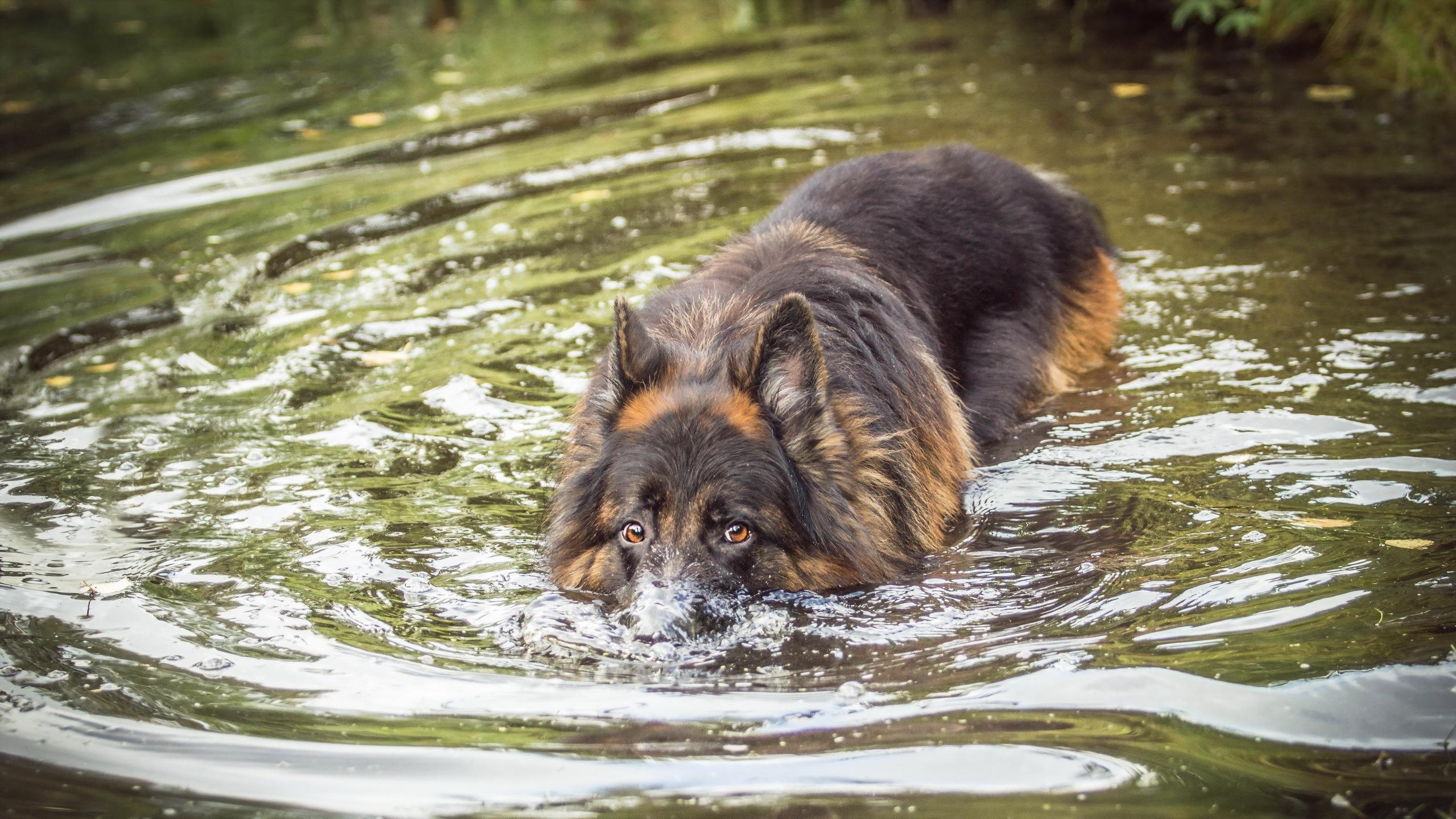 2560x1440 German Shepherd Live Wallpaper for Android